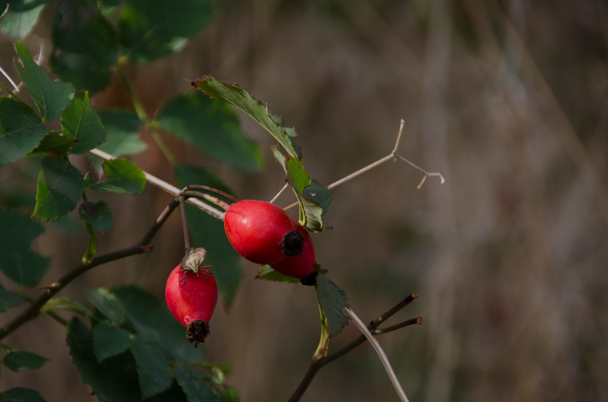 Sigma 18-200mm F3.5-6.3 II DC OS HSM sample photo. Букашка на боярышнике photography