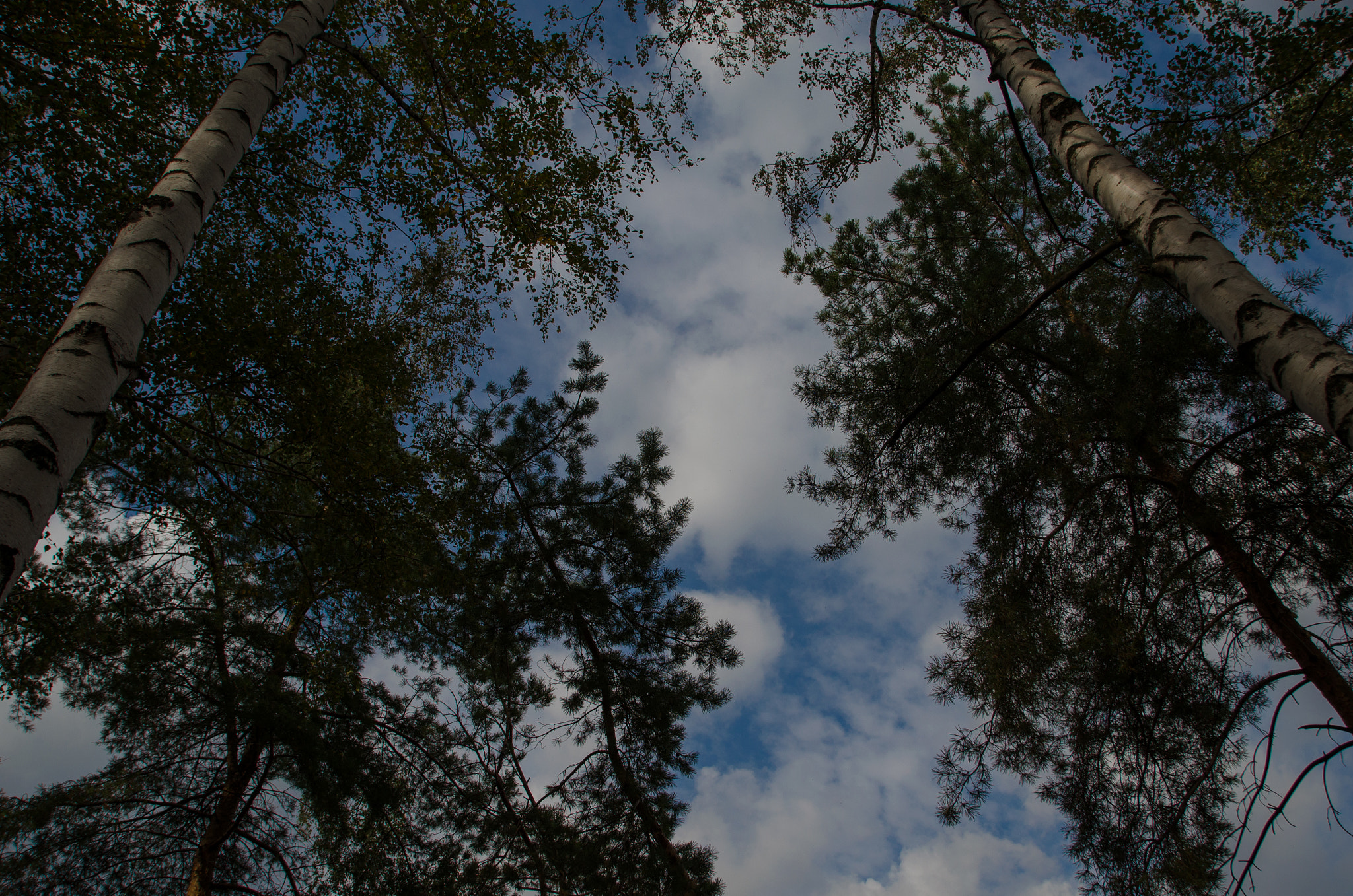 Sigma 18-200mm F3.5-6.3 II DC OS HSM sample photo. Небо сквозь березы photography