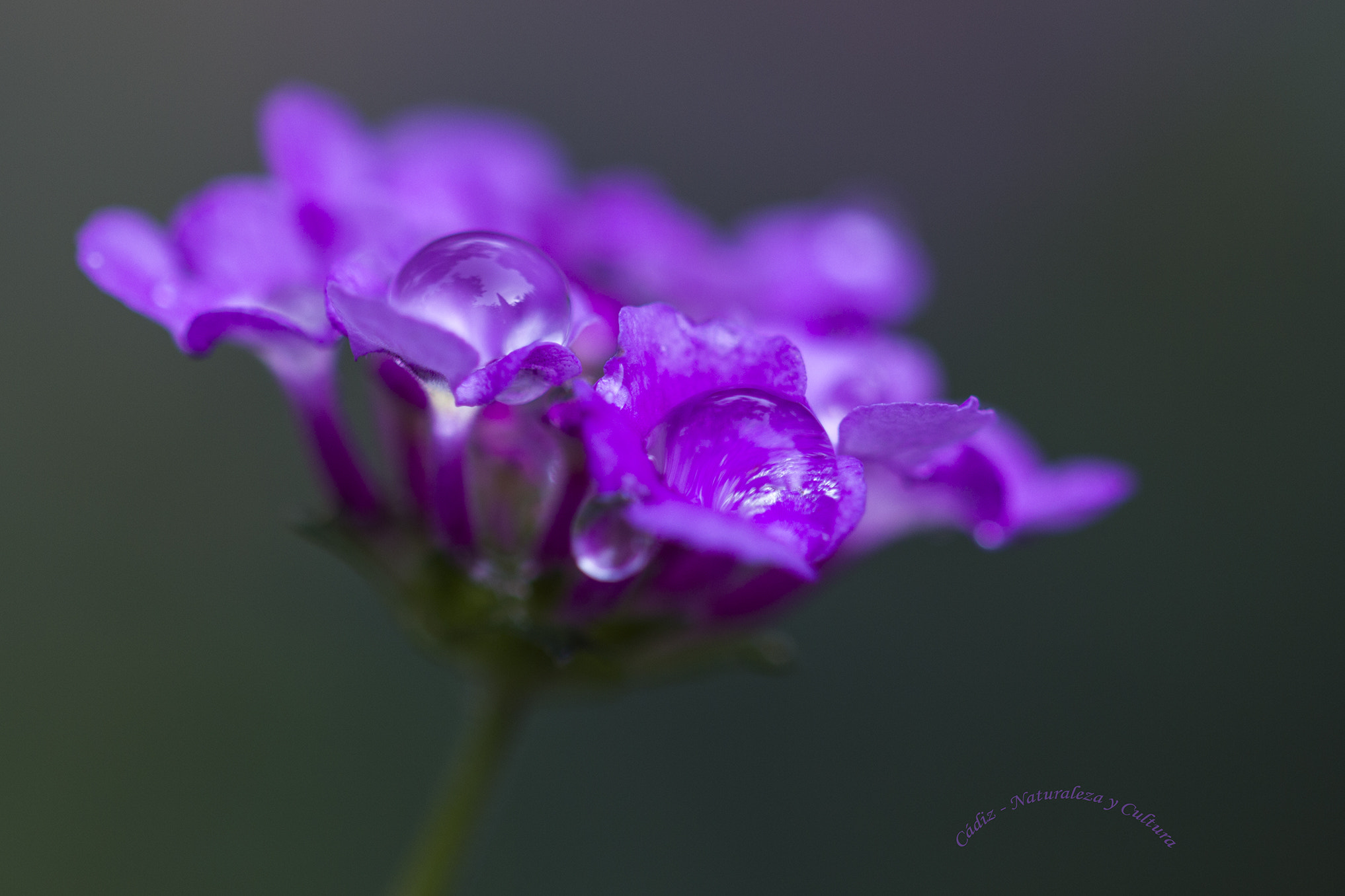 Sigma 105mm F2.8 EX DG OS HSM sample photo. Aqualung photography
