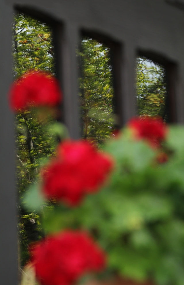 Canon EF 70-300mm F4-5.6L IS USM sample photo. Reflexion photography