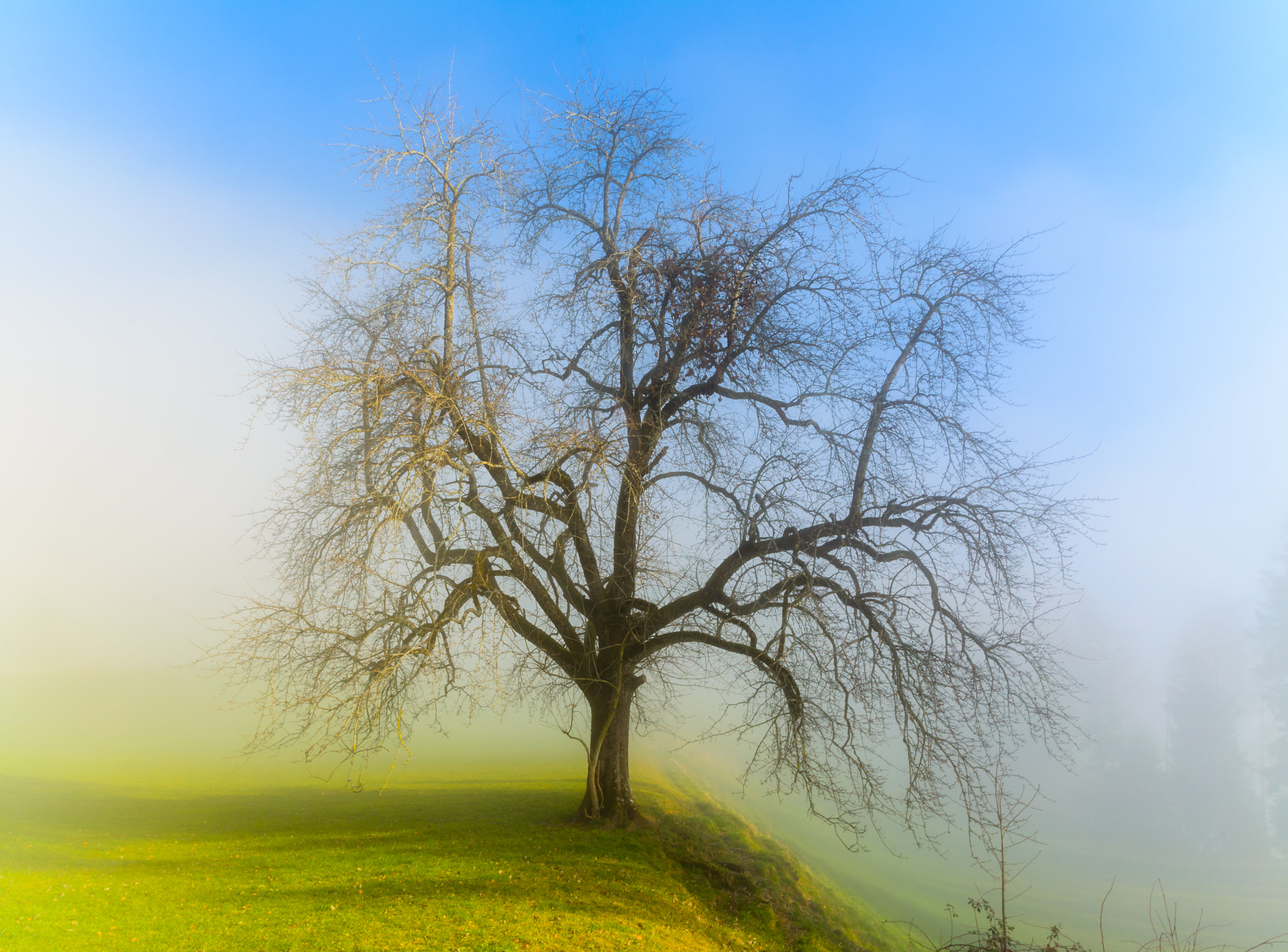 Sigma 18-250mm F3.5-6.3 DC OS HSM sample photo. Baum im nebel photography