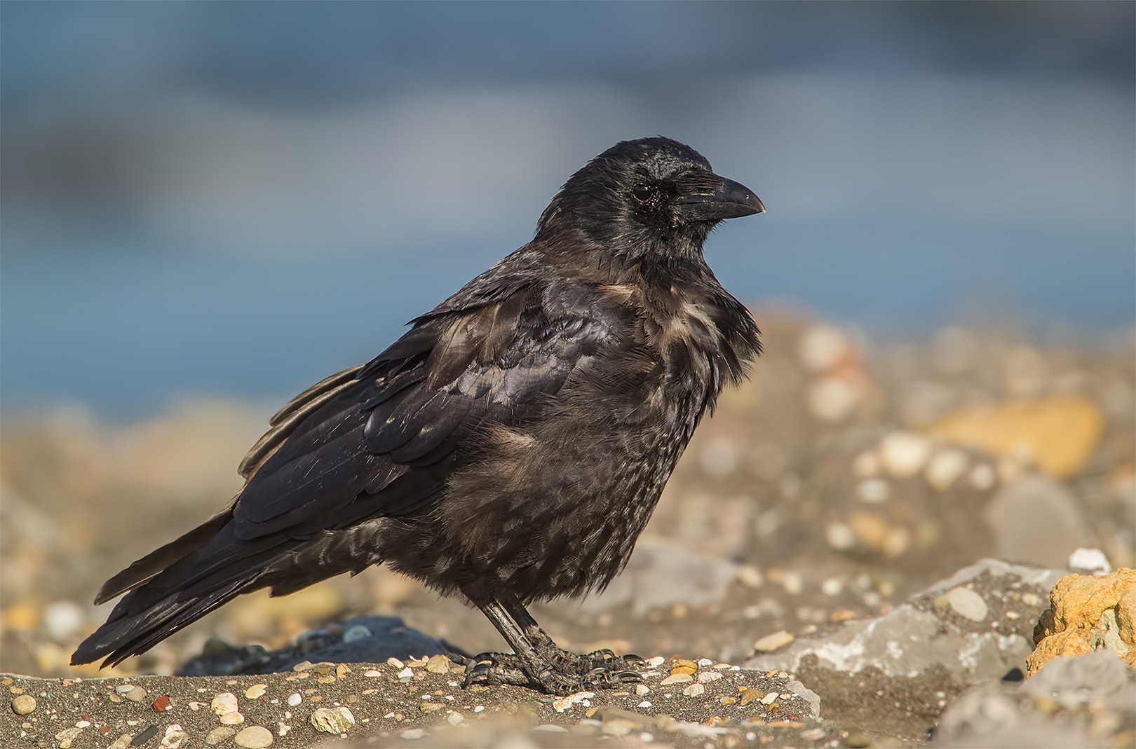 Canon EF 500mm F4L IS USM sample photo. Black is beautiful photography