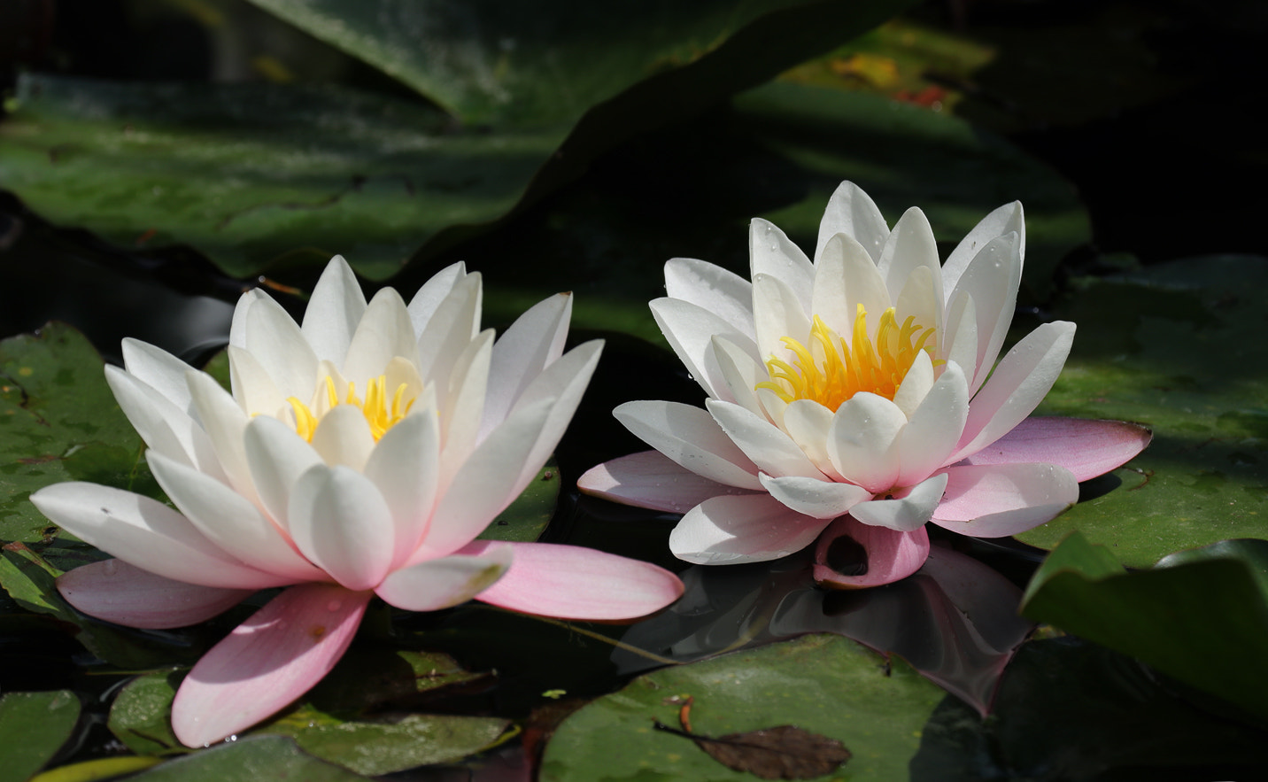 Canon EF 70-300mm F4-5.6L IS USM sample photo. Dofed water-lily photography
