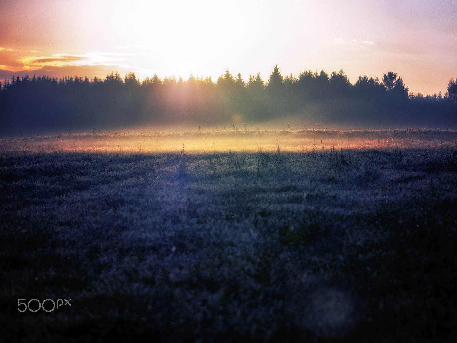 Nikon AF-S Micro-Nikkor 105mm F2.8G IF-ED VR sample photo. Magie matinale photography