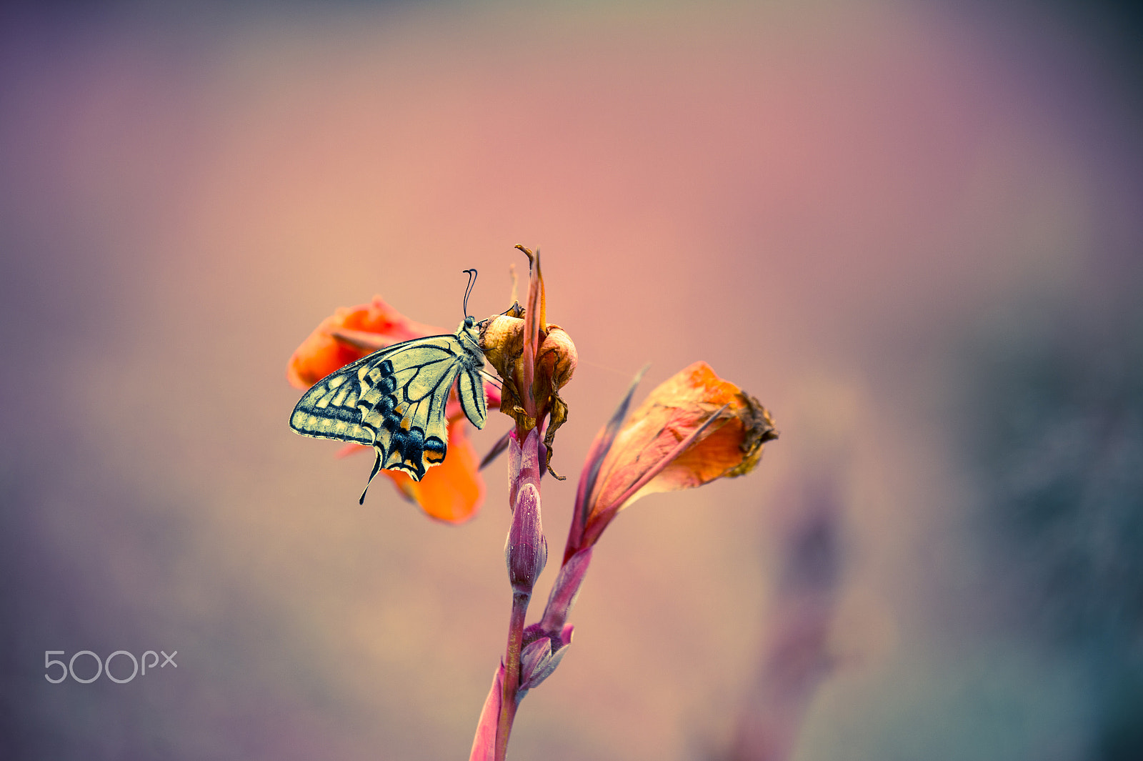 Tamron SP 70-200mm F2.8 Di VC USD sample photo. Autumn butterfly photography