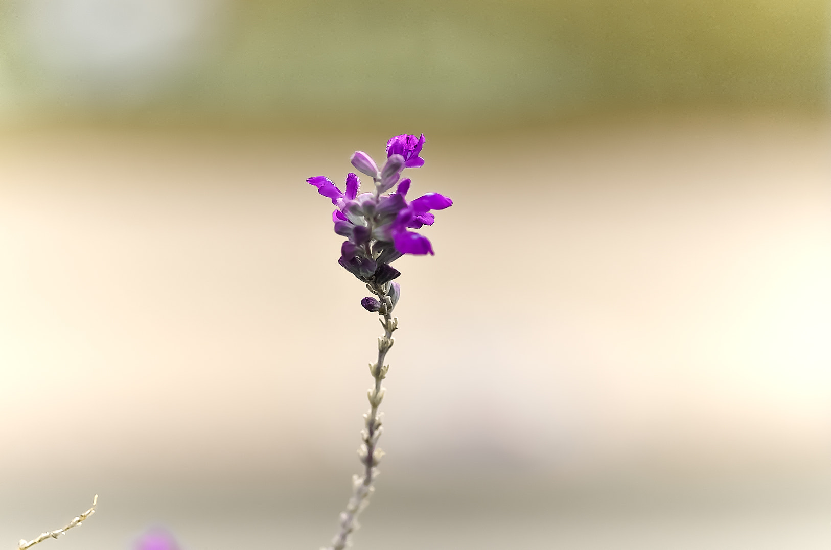 Pentax K-50 + Pentax smc D-FA 100mm F2.8 Macro WR sample photo. Flower photography