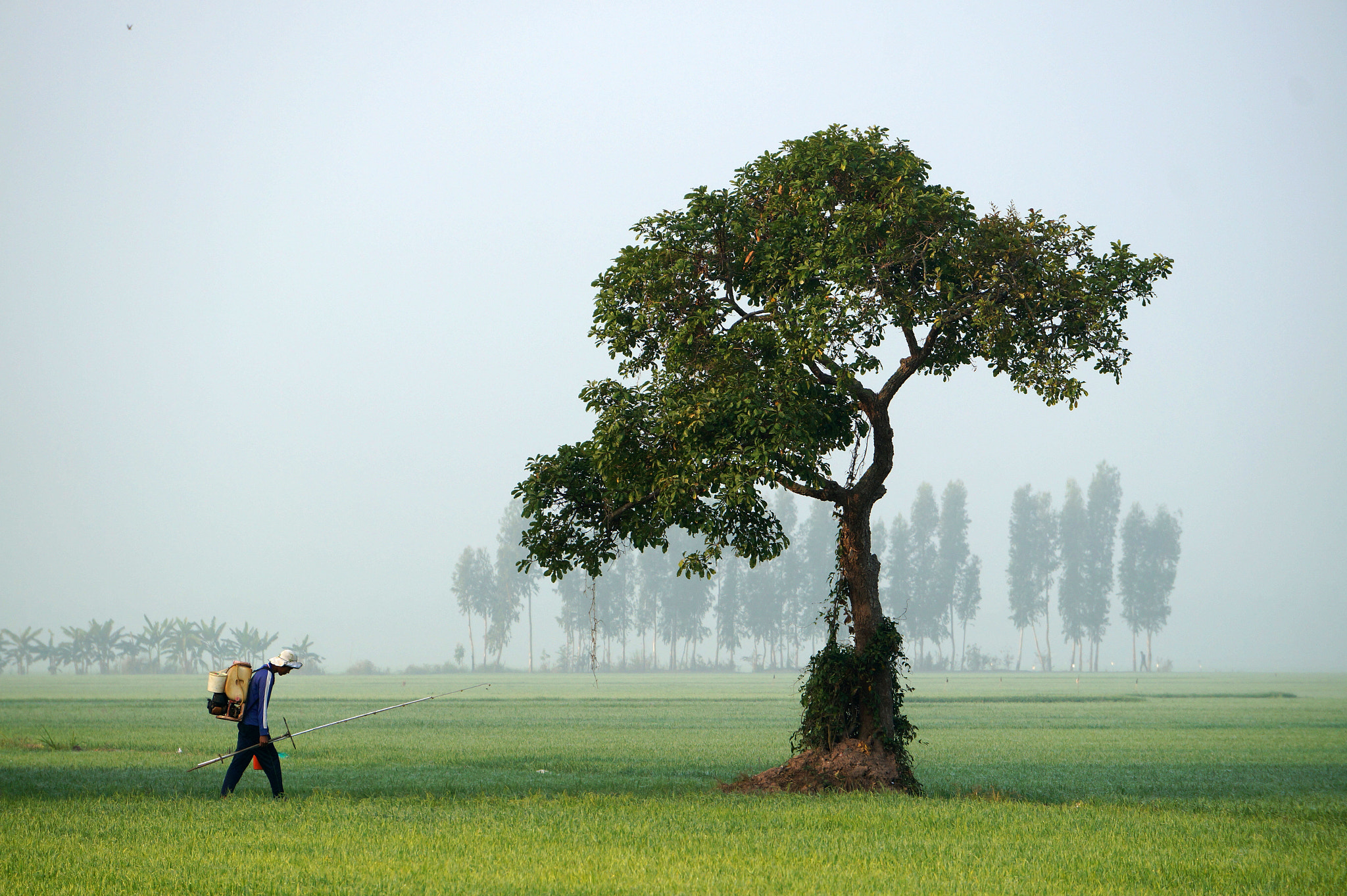 Sony Alpha a3000 sample photo. Going to paddy fields in the mist photography