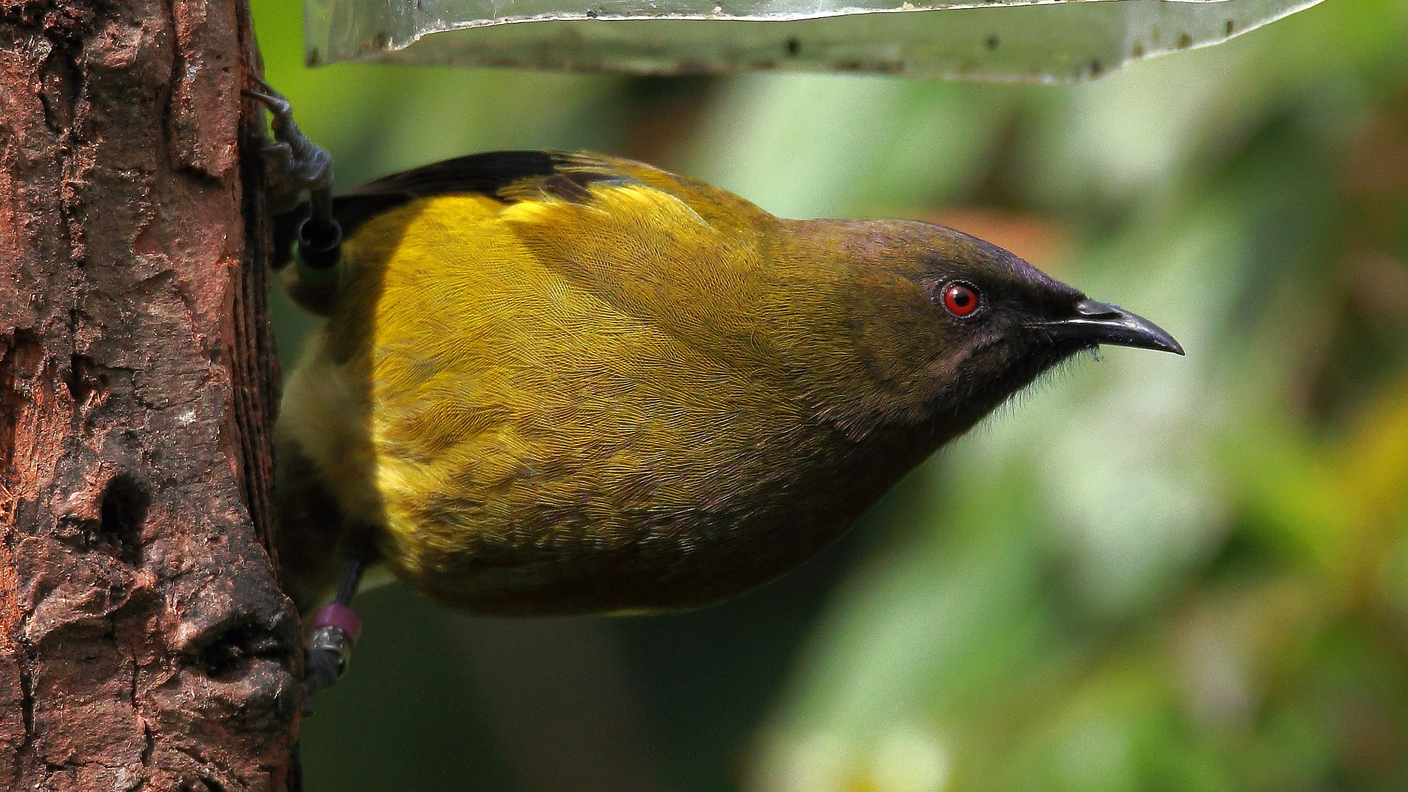 Tamron SP 150-600mm F5-6.3 Di VC USD sample photo. Bellbird of new zealand photography