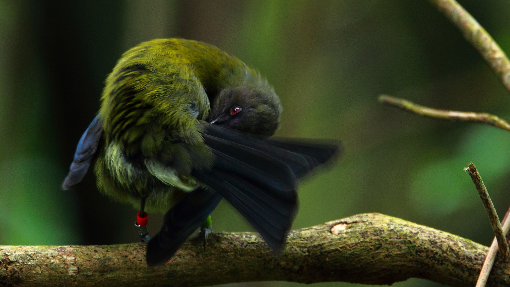 Tamron SP 150-600mm F5-6.3 Di VC USD sample photo. Bellbird of new zealand,, photography