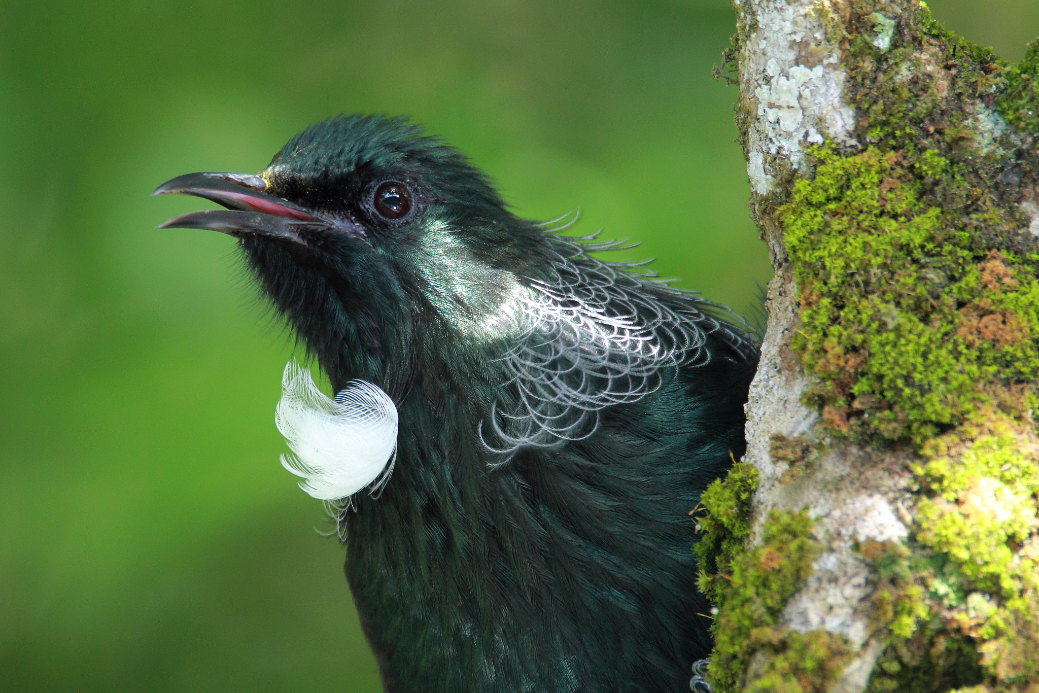 Tamron SP 150-600mm F5-6.3 Di VC USD sample photo. The tui photography