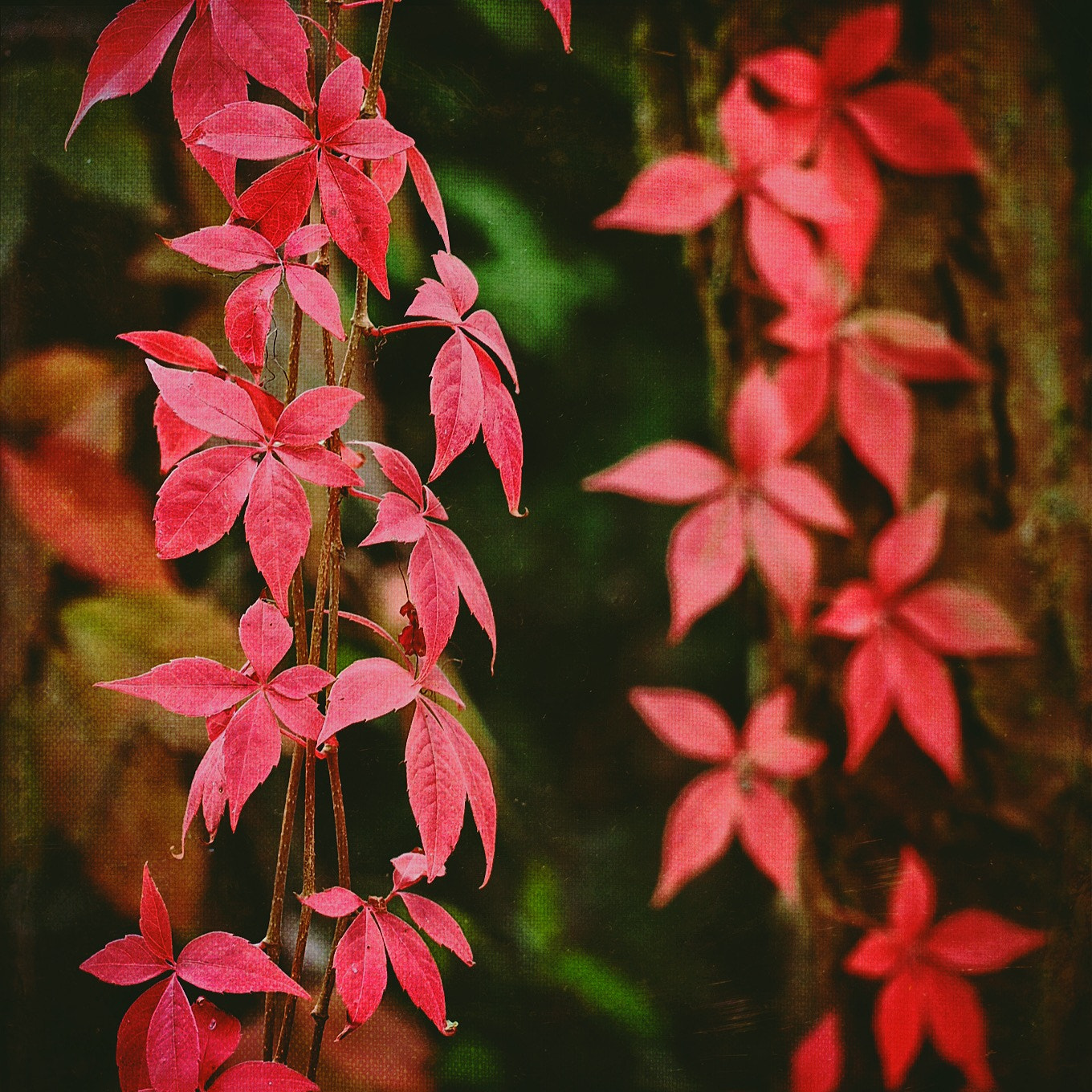 Olympus M.Zuiko Digital ED 60mm F2.8 Macro sample photo. Autumn...   olympus digital camera          processed with snapseed and mextures photography