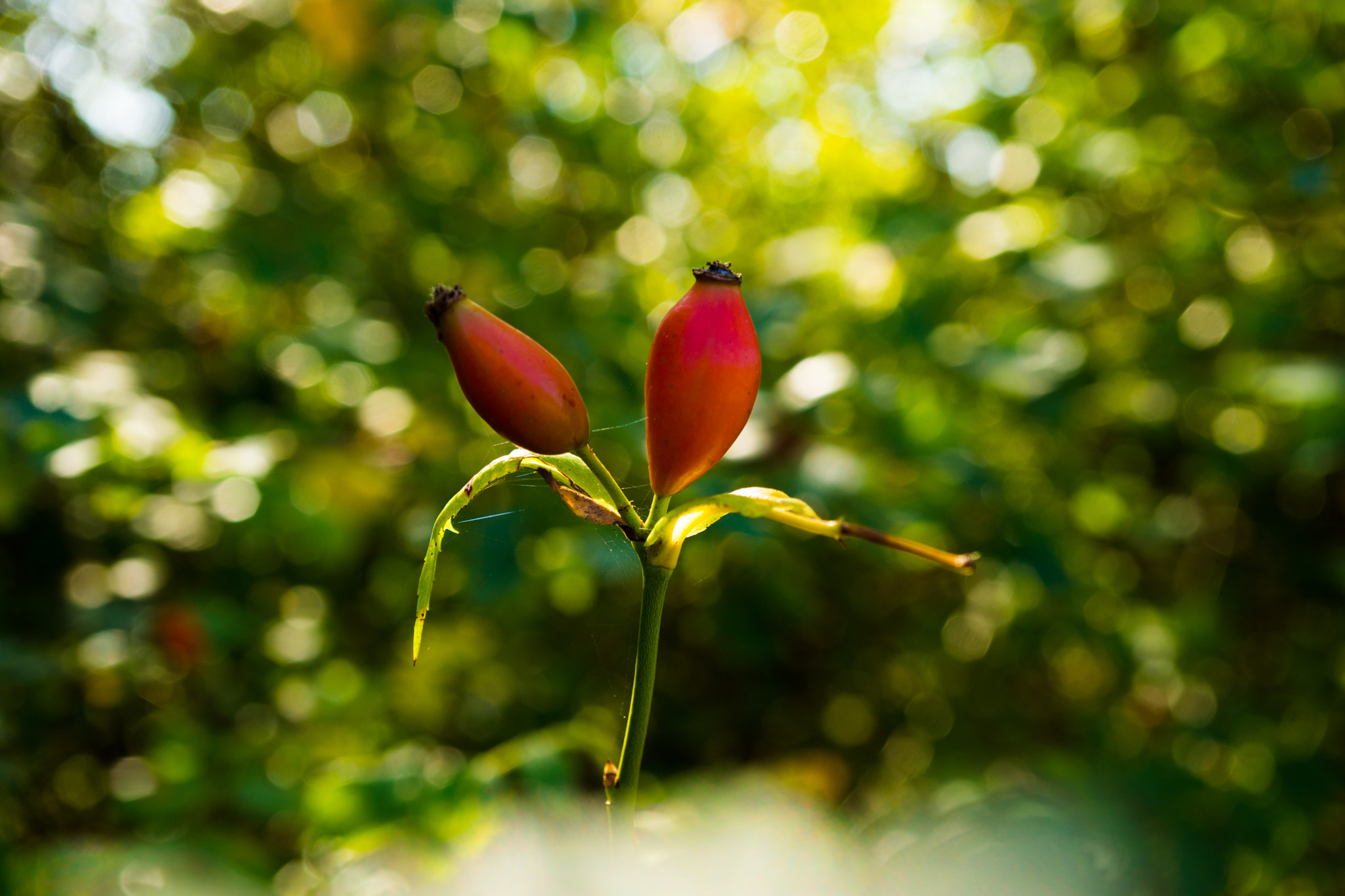 Sony Alpha NEX-7 sample photo. Rose hip photography