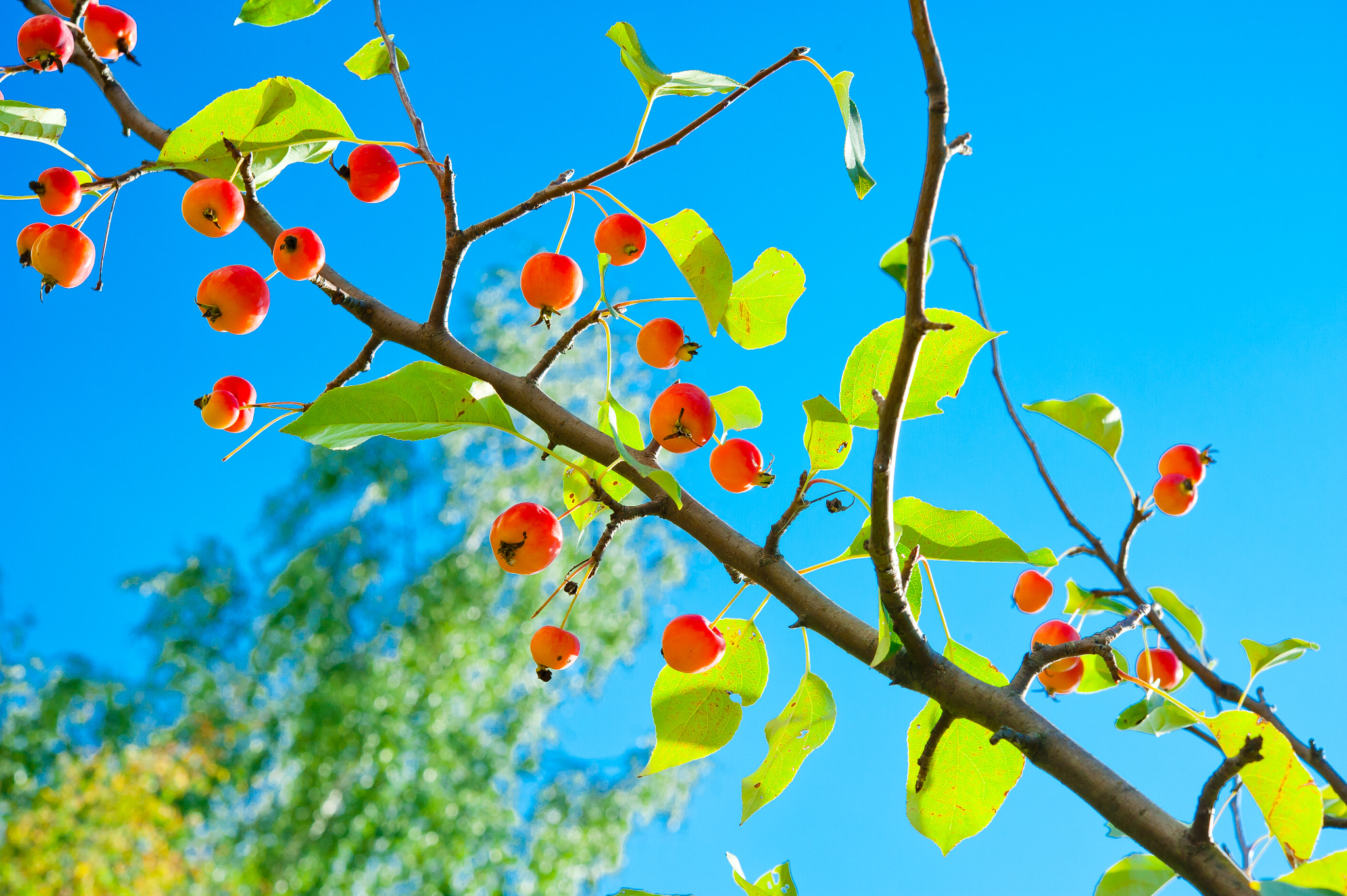 Nikon AF-S Micro-Nikkor 60mm F2.8G ED sample photo. август photography