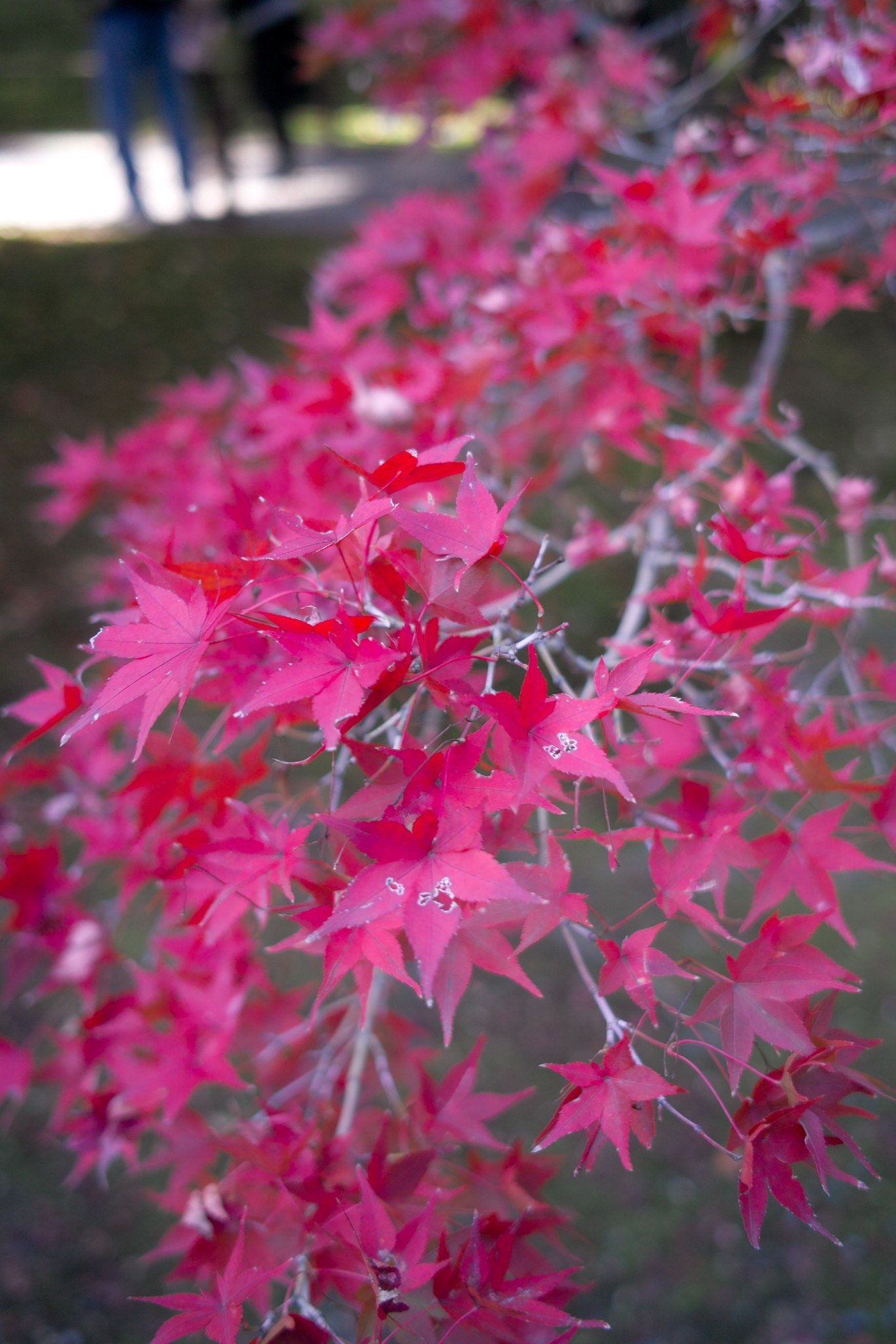 Sigma DP2x sample photo. Red leaves photography