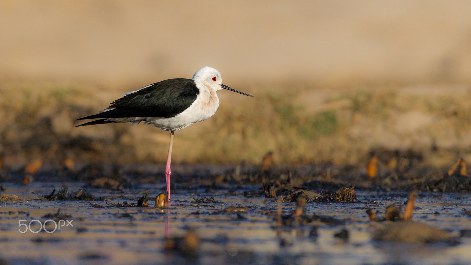 Canon EOS-1D Mark IV sample photo. Black-winged stilt photography