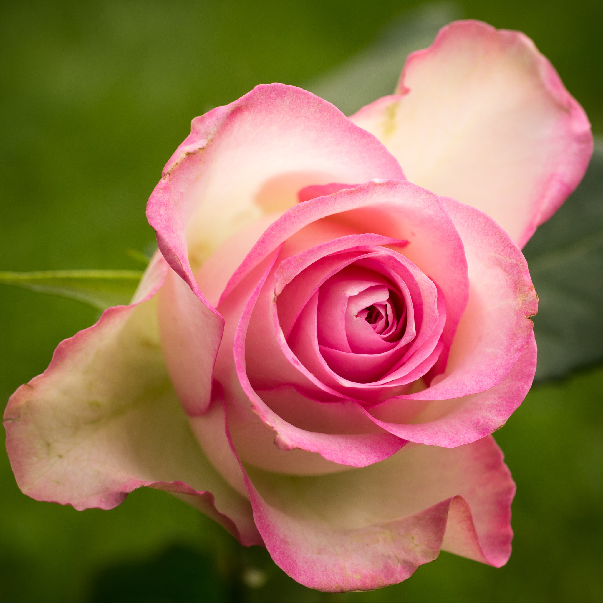 Panasonic Leica DG Macro-Elmarit 45mm F2.8 ASPH OIS sample photo. Rose. photography