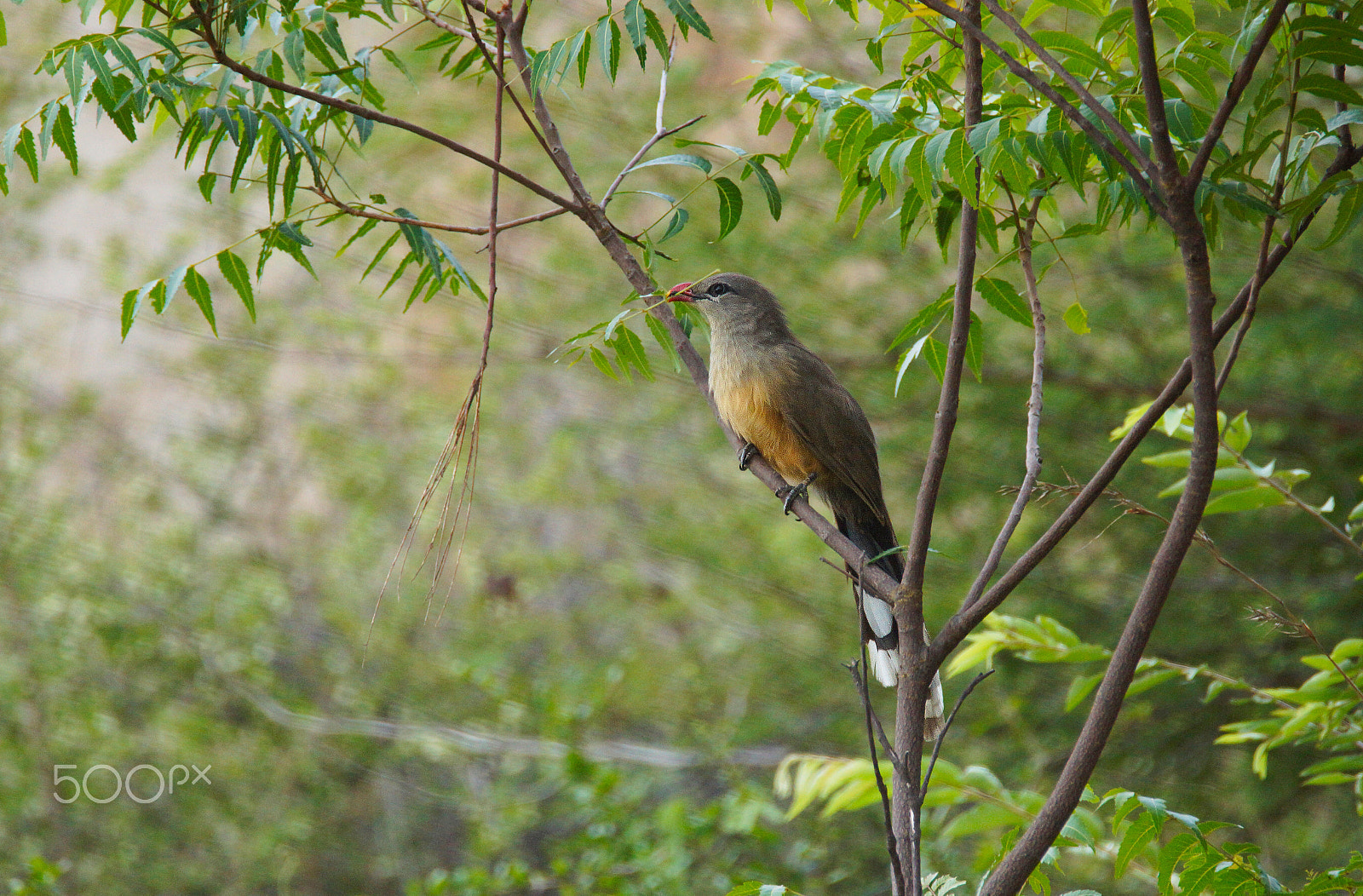 Sony SLT-A65 (SLT-A65V) + Tamron SP 150-600mm F5-6.3 Di VC USD sample photo. Sirkeer malkoha photography