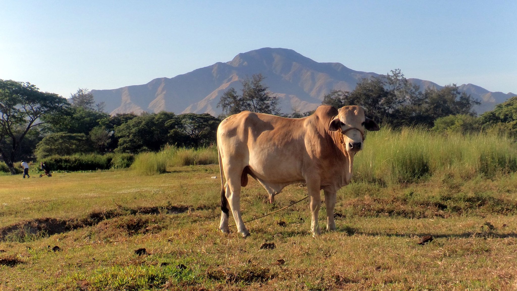 Sony Cyber-shot DSC-TF1 sample photo. Philippine cattle photography