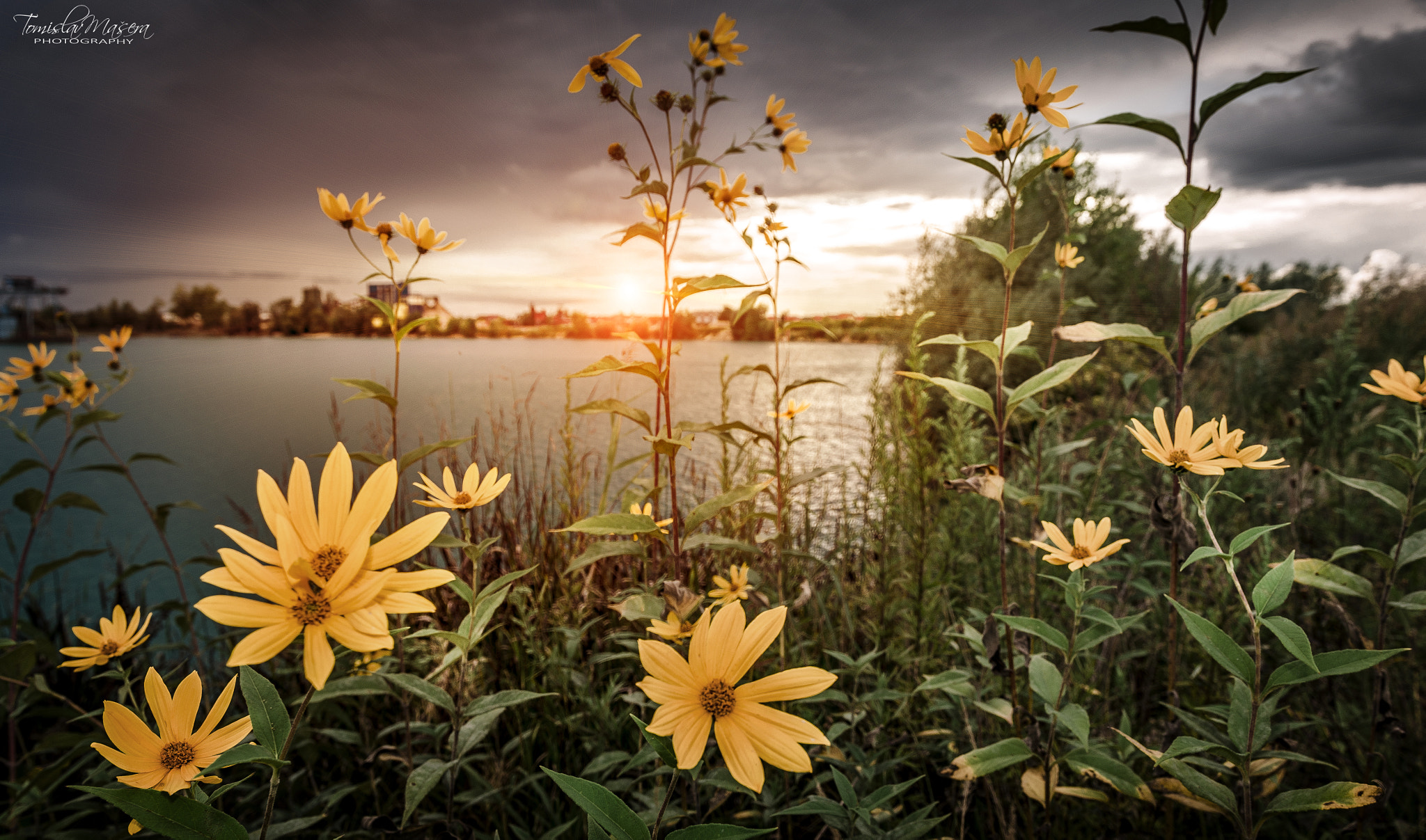 Nikon D5100 + Sigma 18-35mm F1.8 DC HSM Art sample photo. Flowers on the lake photography