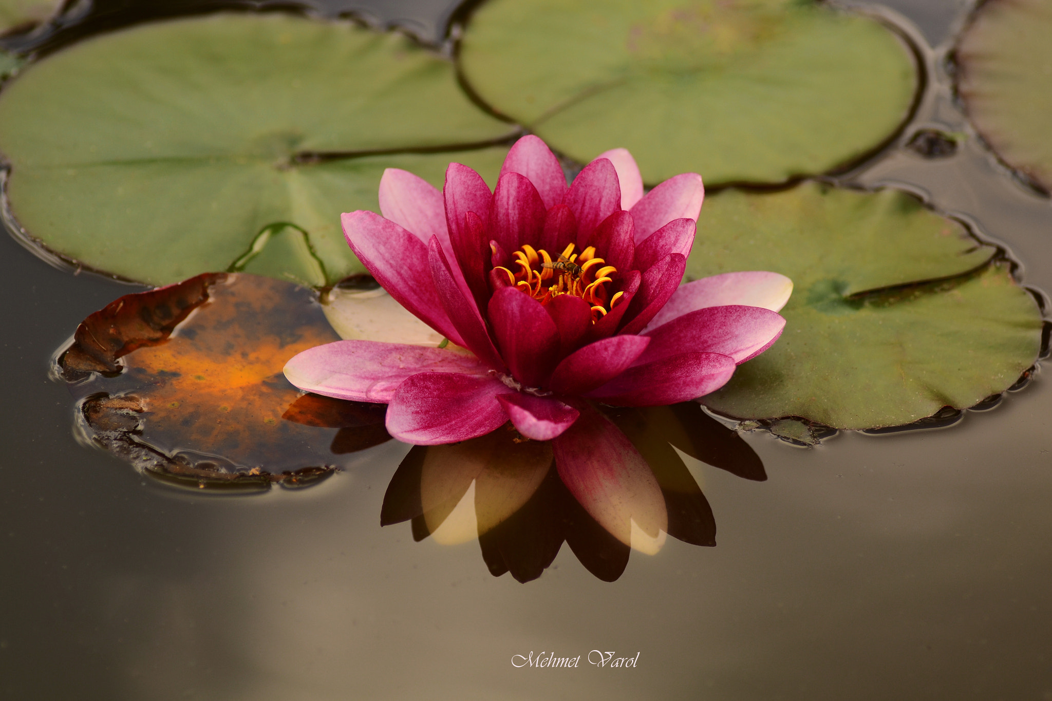 Sigma 24mm F1.8 EX DG Aspherical Macro sample photo. Dsc photography