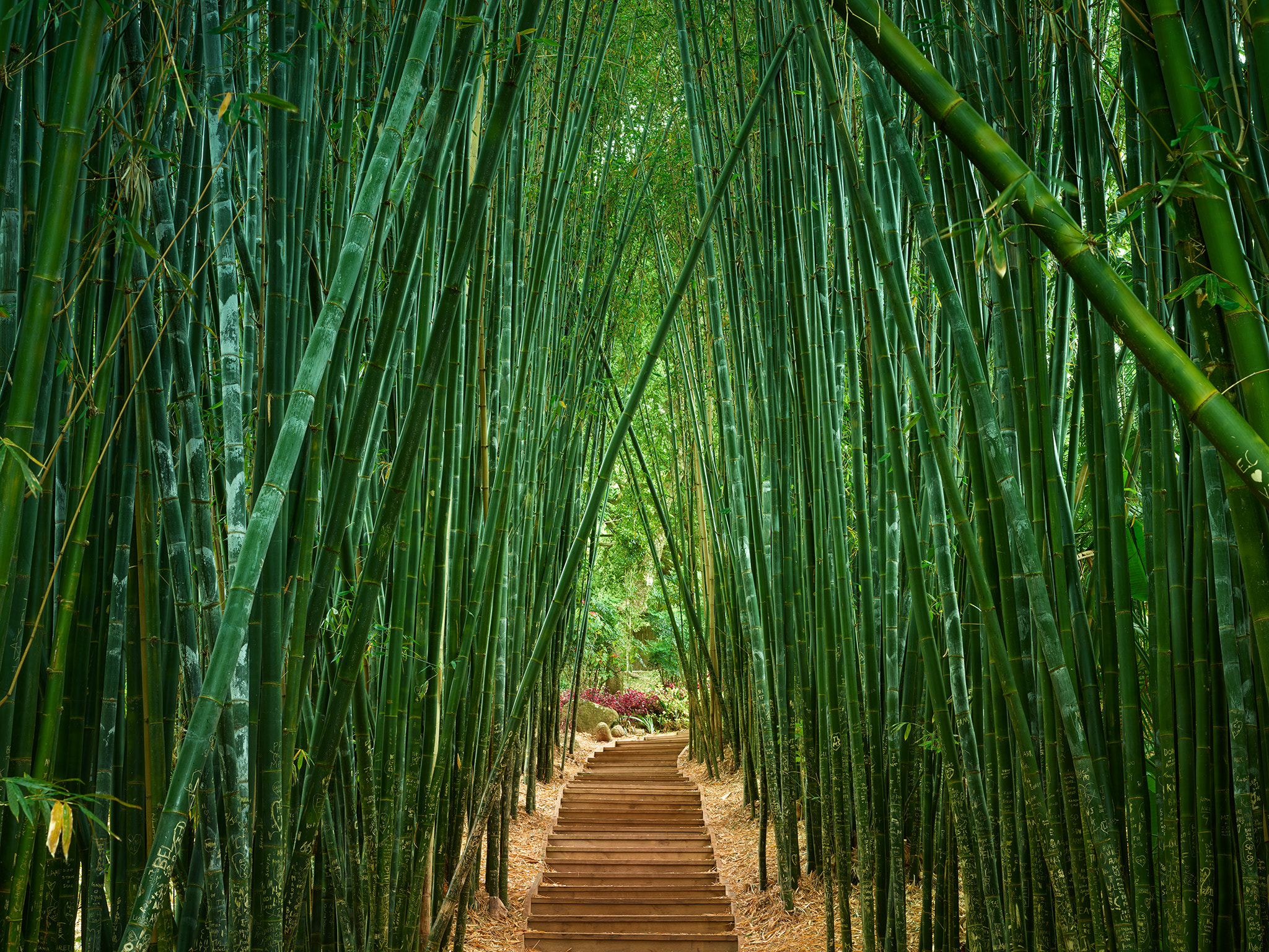 Phase One IQ3 100MP + Schneider Kreuznach LS 80mm f/2.8 sample photo. Bamboo forest photography