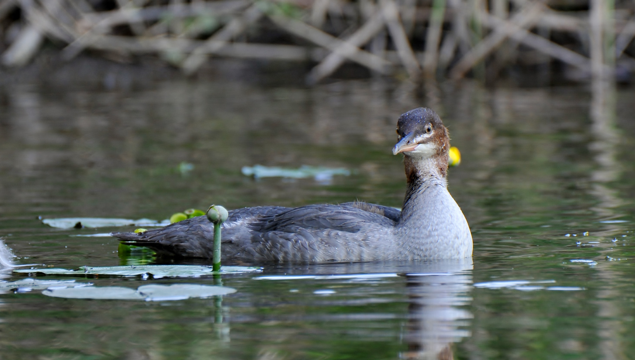 Nikon D300 sample photo. Didysis dančiasnapis (lot. mergus merganser, angl. common merganser photography