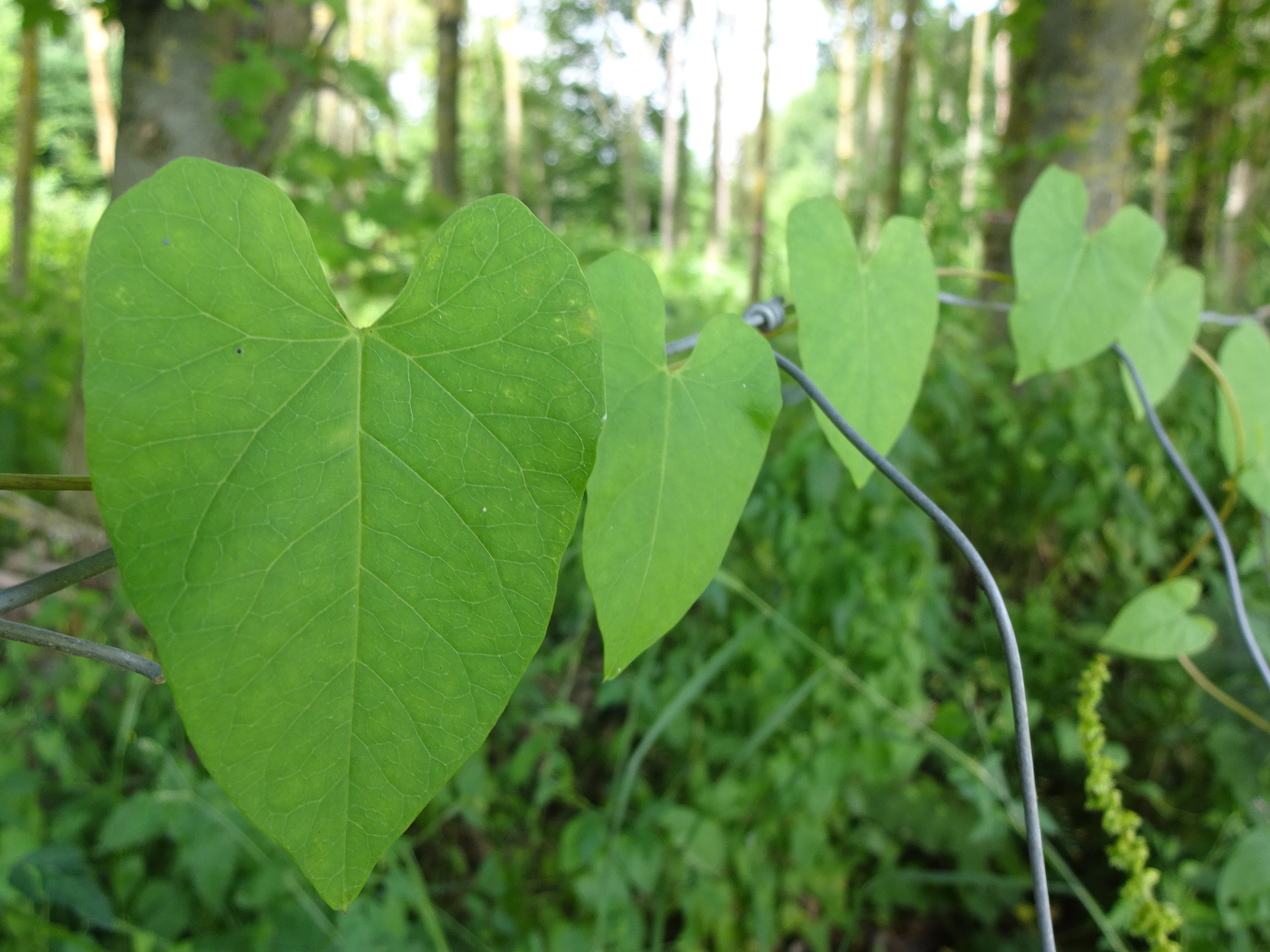 Sony Cyber-shot DSC-WX220 sample photo. Hearts <3 <3 <3 photography