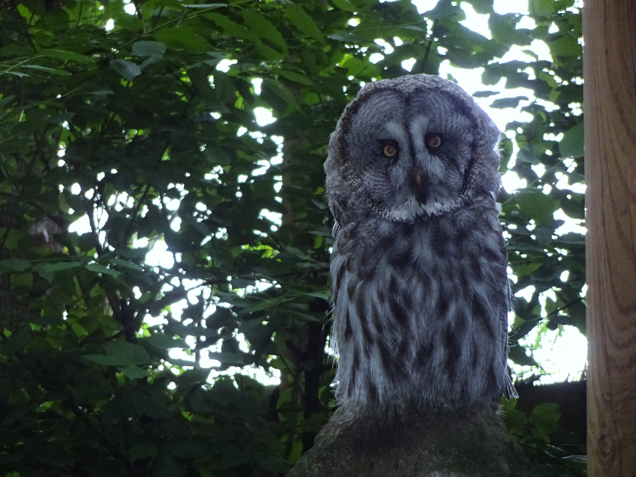 Sony Cyber-shot DSC-WX220 sample photo. Owl looking at me photography