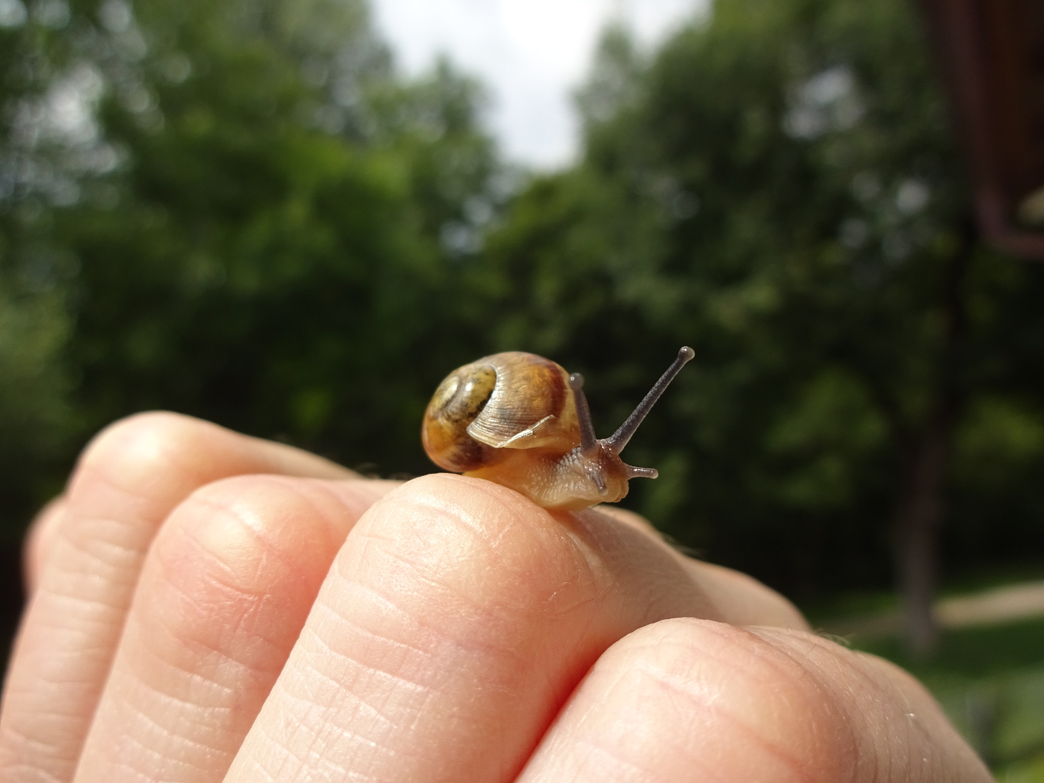 Sony Cyber-shot DSC-WX220 sample photo. Snail on my fingers photography
