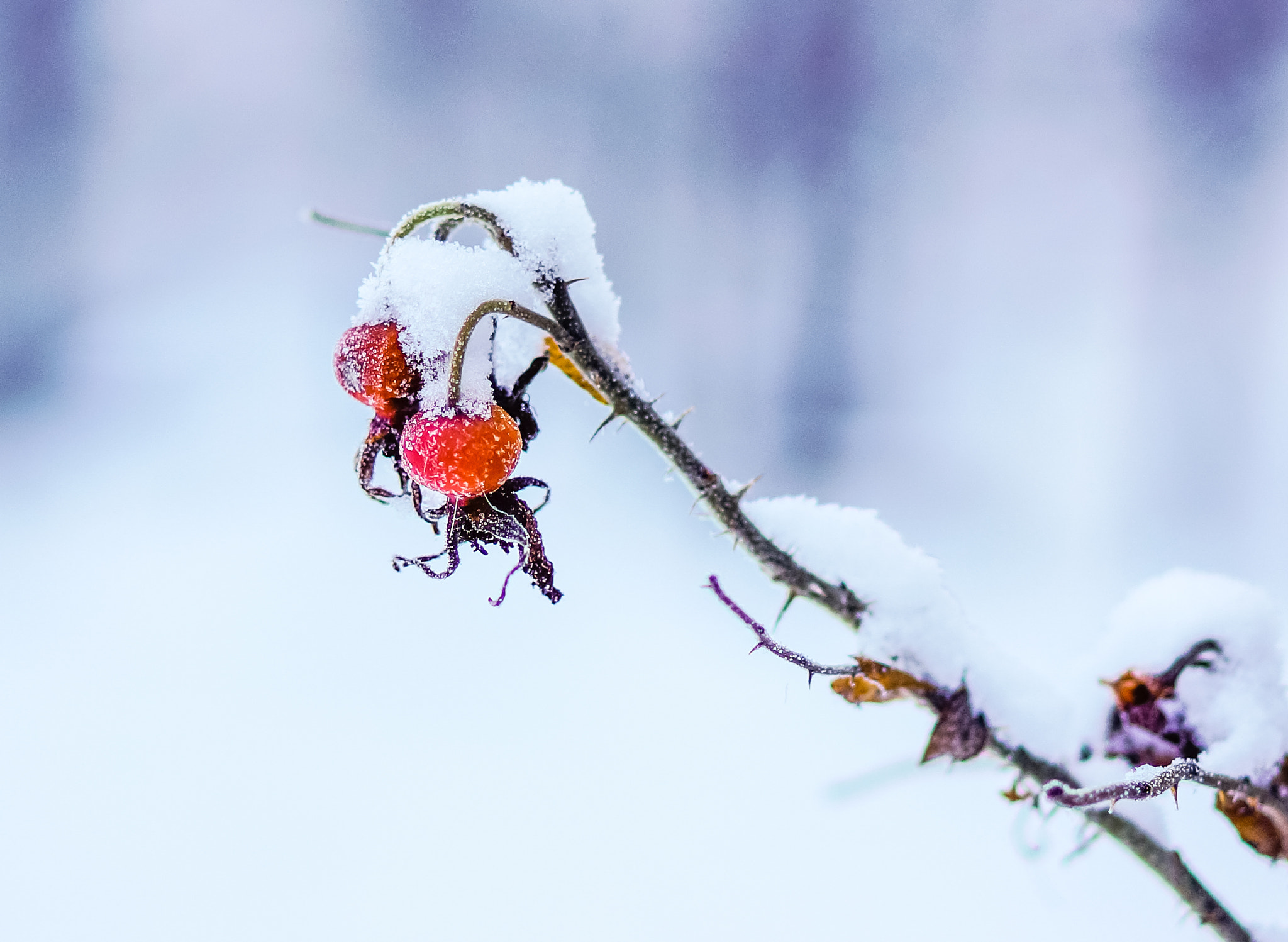 Sony Alpha NEX-5N sample photo. Under the snow. photography