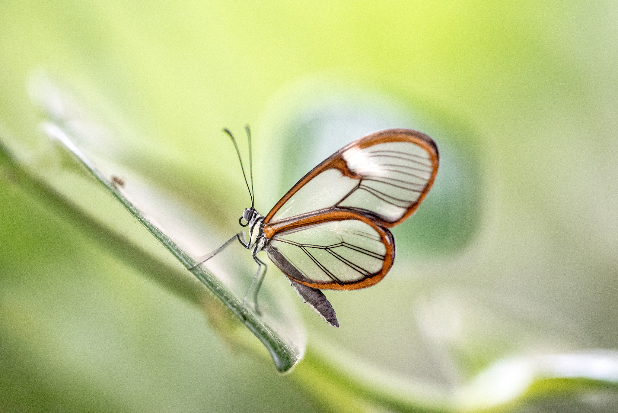 Sigma 150mm F2.8 EX DG OS Macro HSM sample photo. Greta oto photography