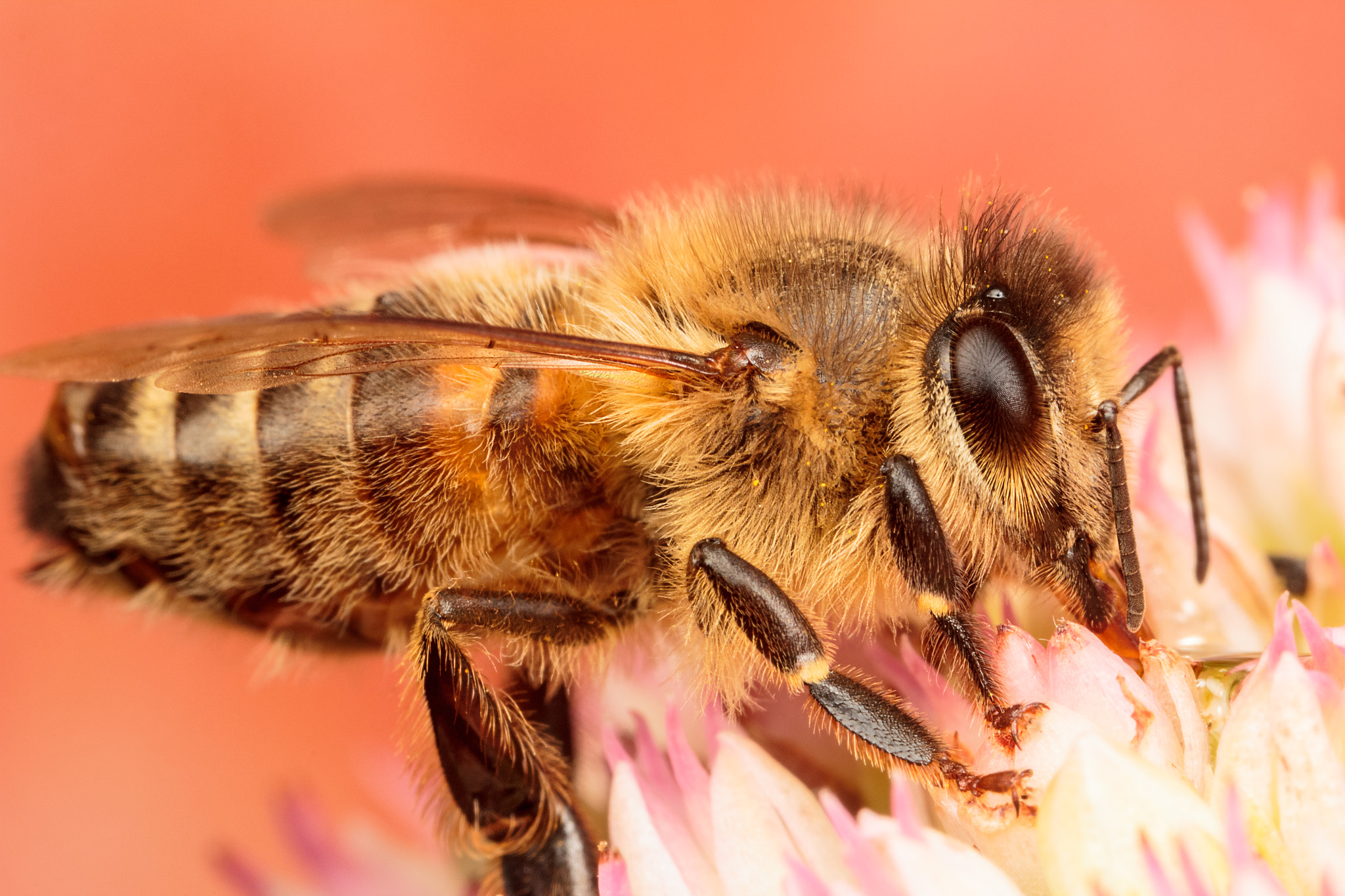 Canon MP-E 65mm F2.5 1-5x Macro Photo sample photo. Honey bee photography