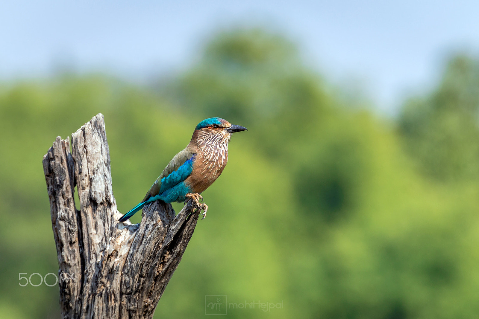 Canon EOS 6D + Canon EF 70-200mm F2.8L IS II USM sample photo. Indian roller bird photography