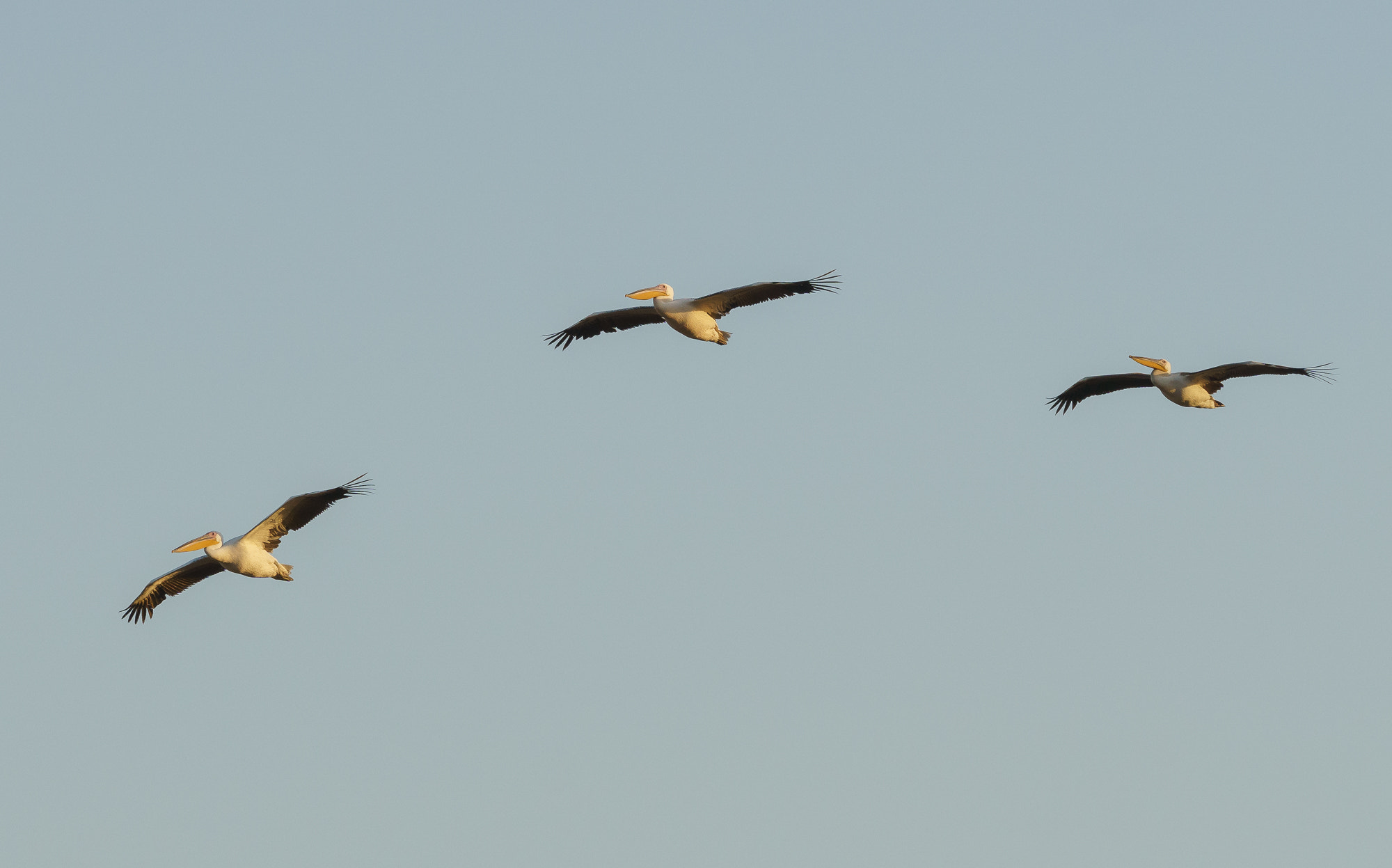 Sony a6000 sample photo. Pelicans in flight photography