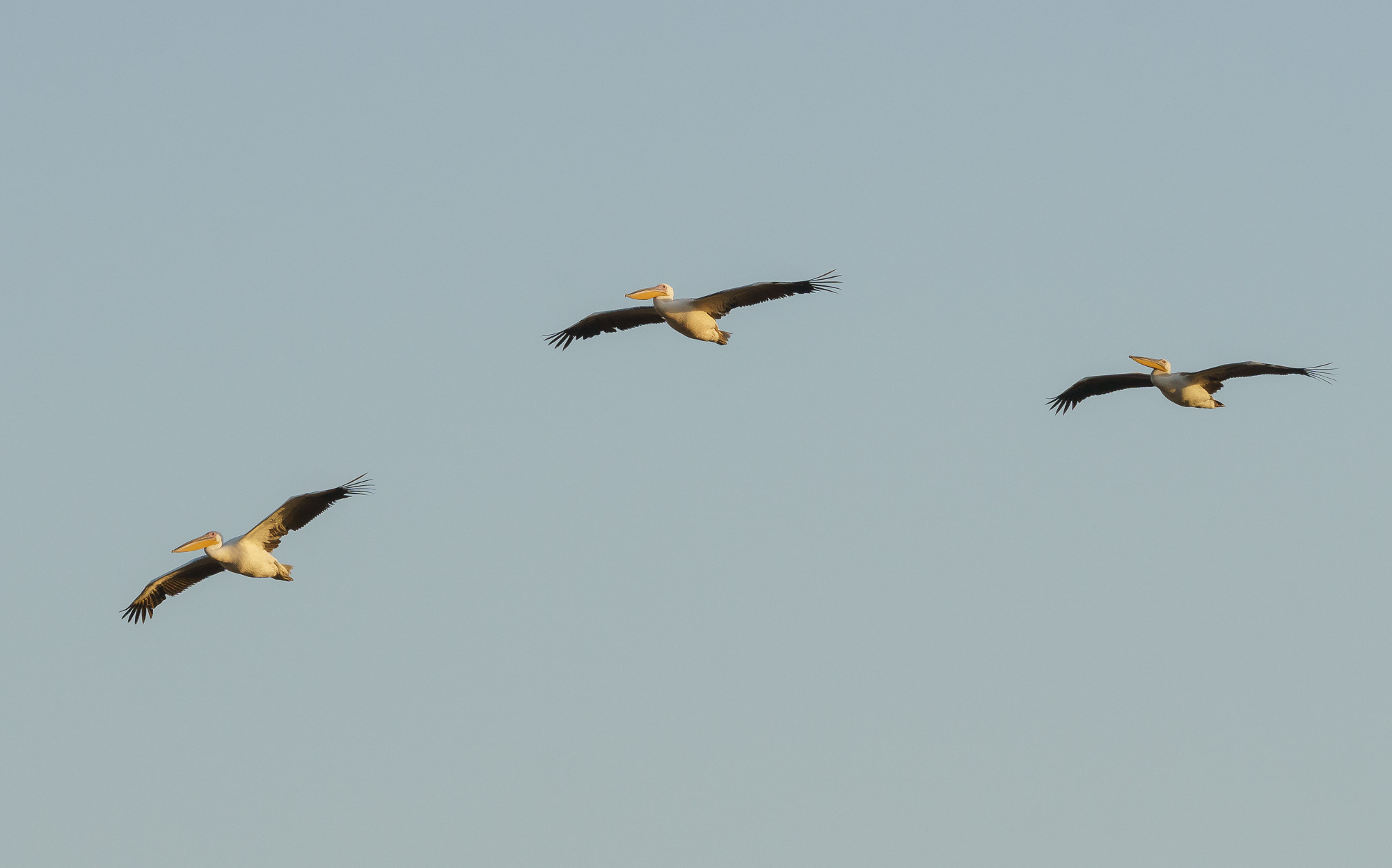 Sony FE 70-300mm F4.5-5.6 G OSS sample photo. Pelicans in flight photography
