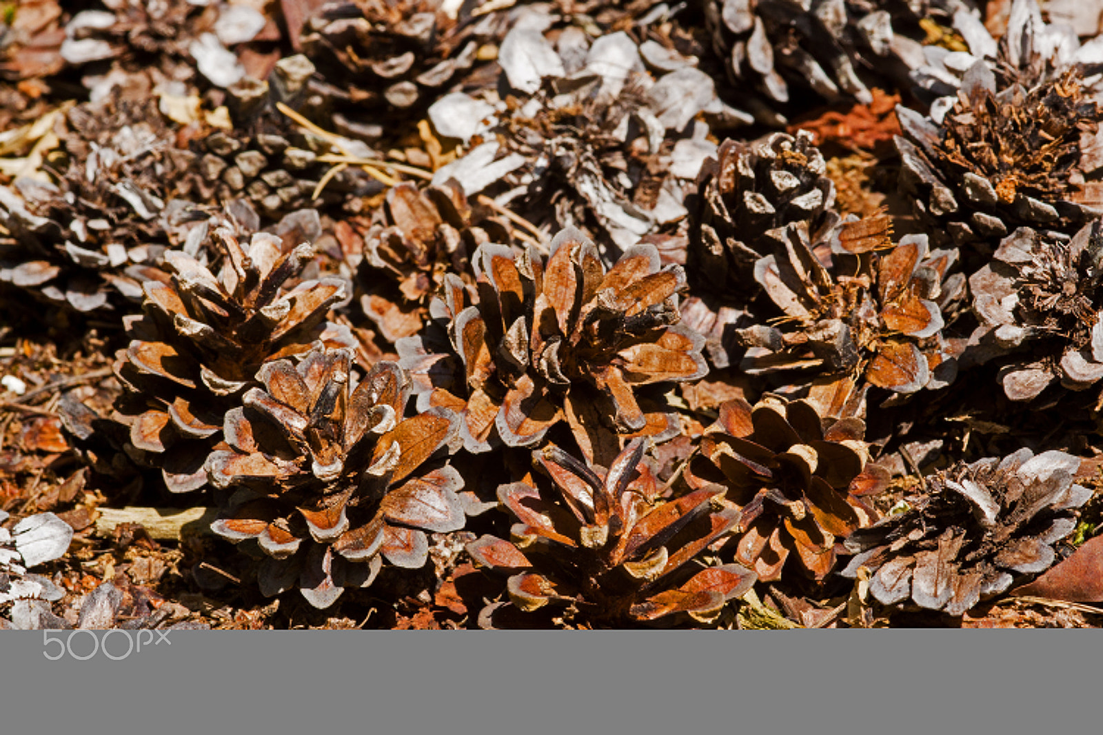 Sony SLT-A65 (SLT-A65V) sample photo. Pine cones photography