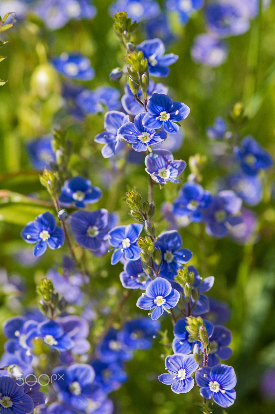 Sony SLT-A65 (SLT-A65V) sample photo. Forgetmenot photography