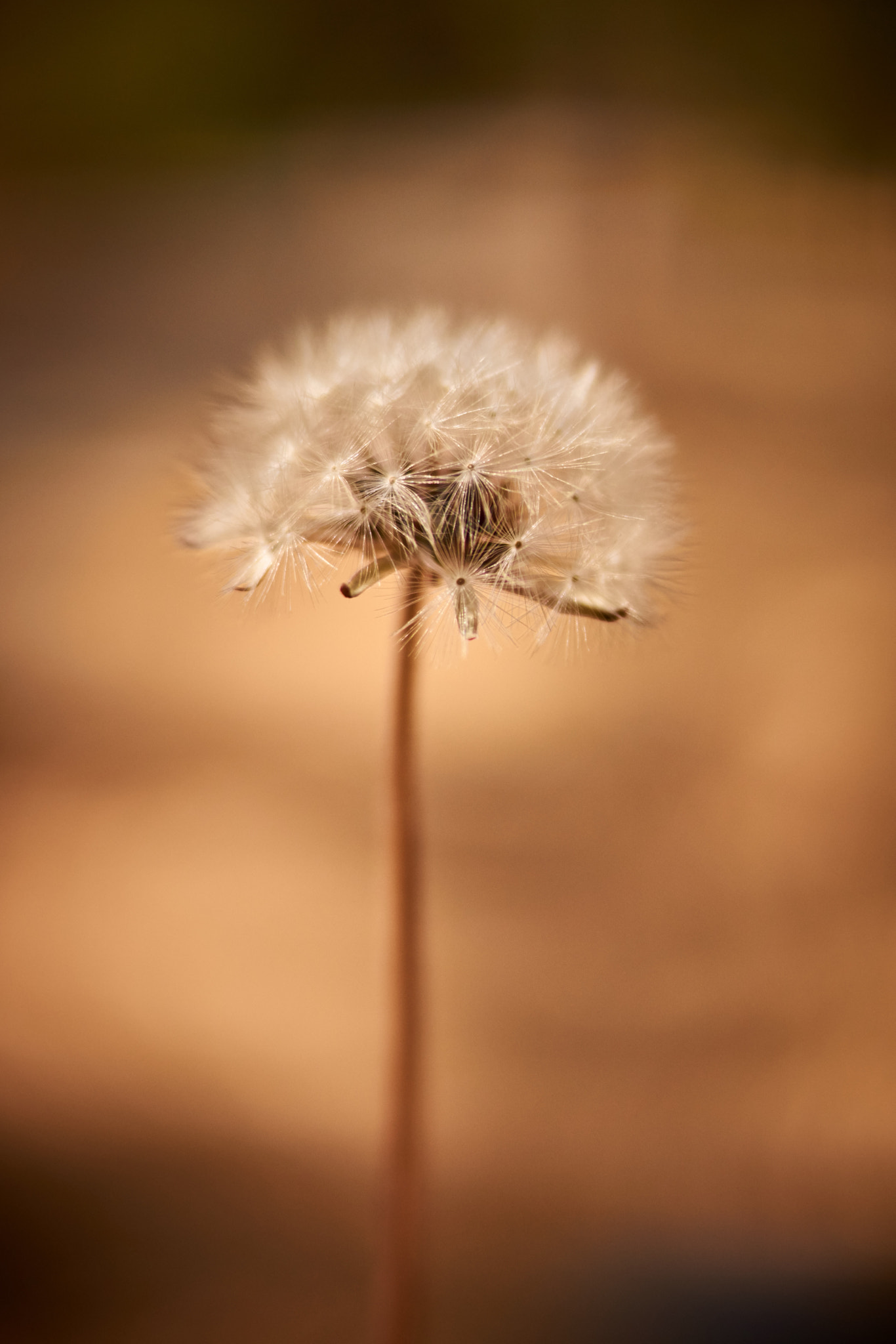 Sony SLT-A65 (SLT-A65V) sample photo. Dandelion photography