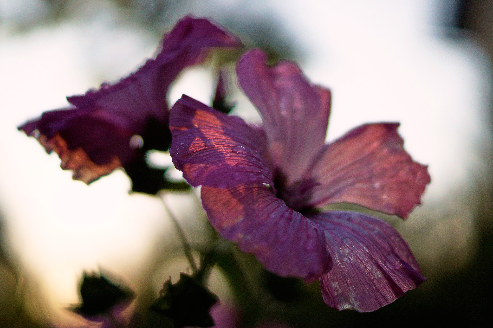 Sony SLT-A58 sample photo. Flower in my garden photography