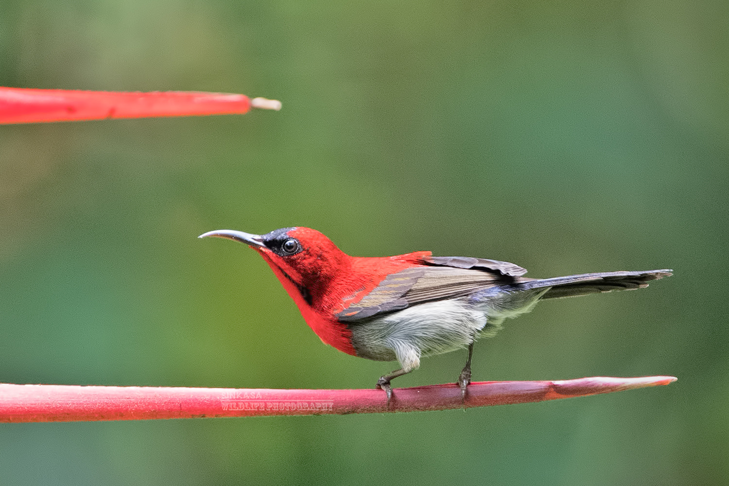 Nikon AF-S Nikkor 400mm F2.8G ED VR II sample photo. Crimson sunbird photography