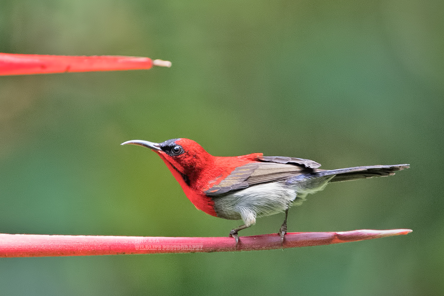 Nikon D5 sample photo. Crimson sunbird photography