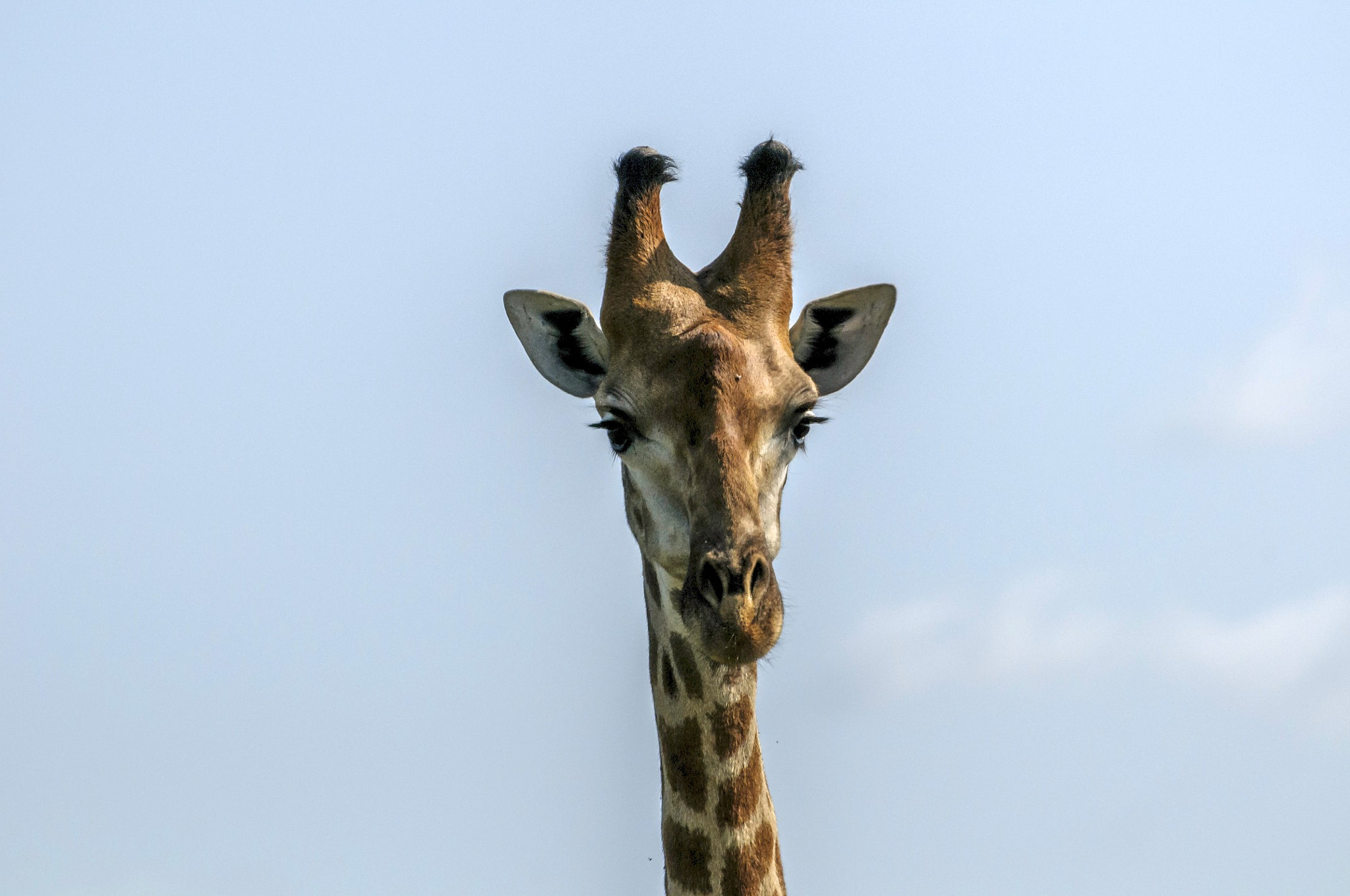 Nikon D300 sample photo. Kruger photography