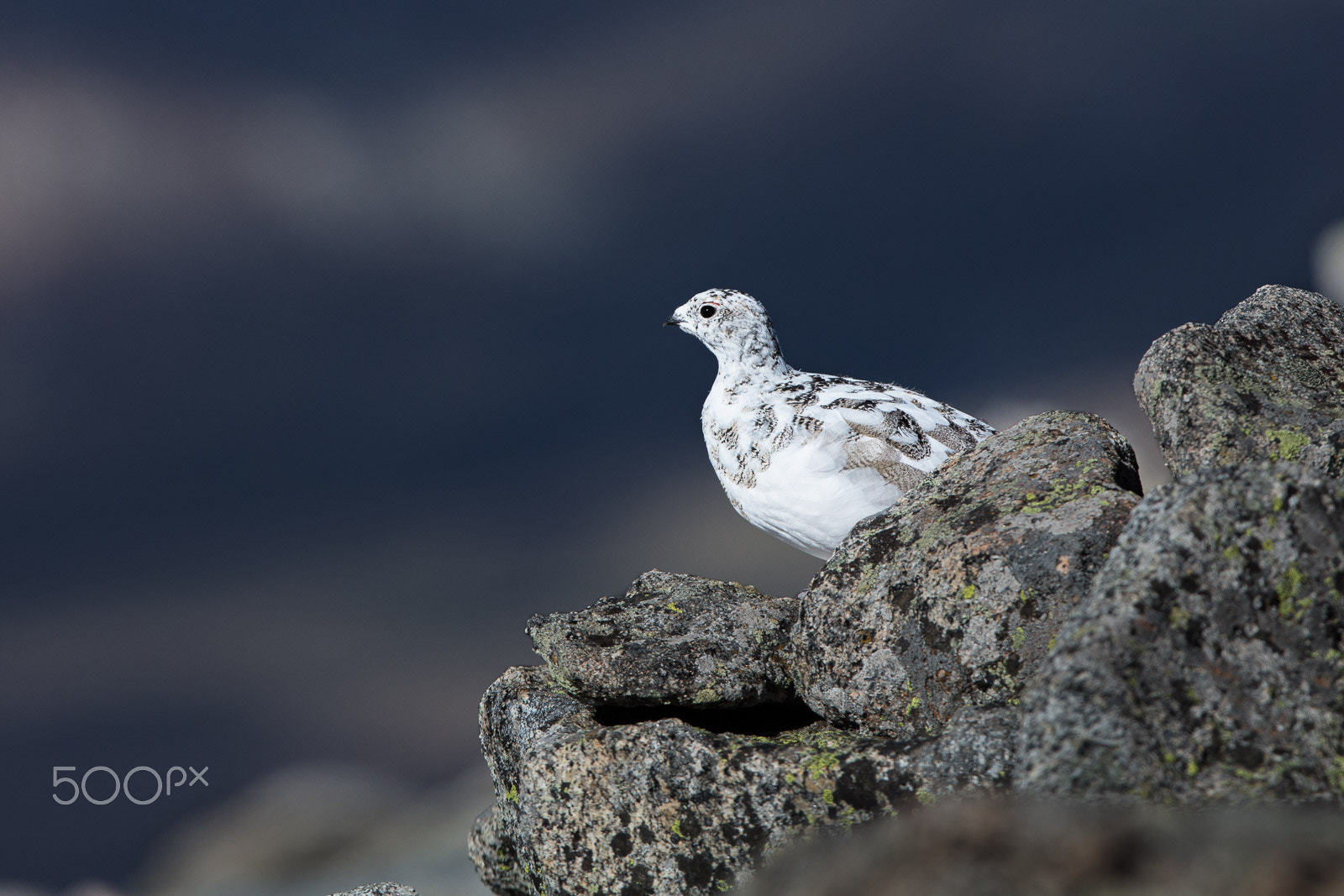Canon EF 300mm F2.8L IS USM sample photo. Rock ptarmigan photography