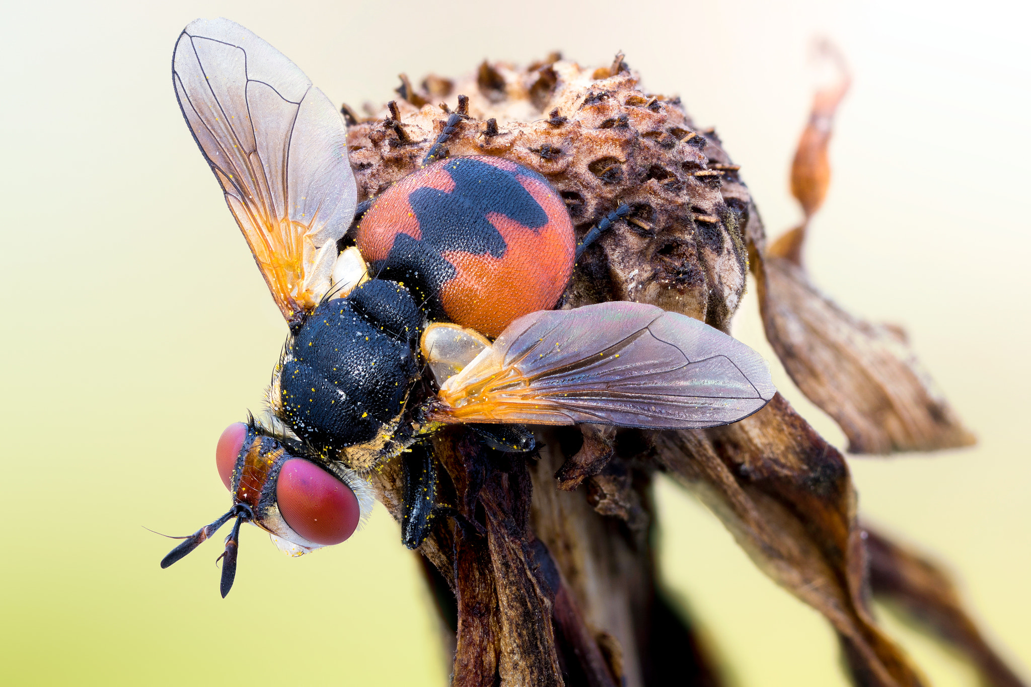 Canon EOS 760D (EOS Rebel T6s / EOS 8000D) + Canon MP-E 65mm F2.5 1-5x Macro Photo sample photo. Gymnosoma photography