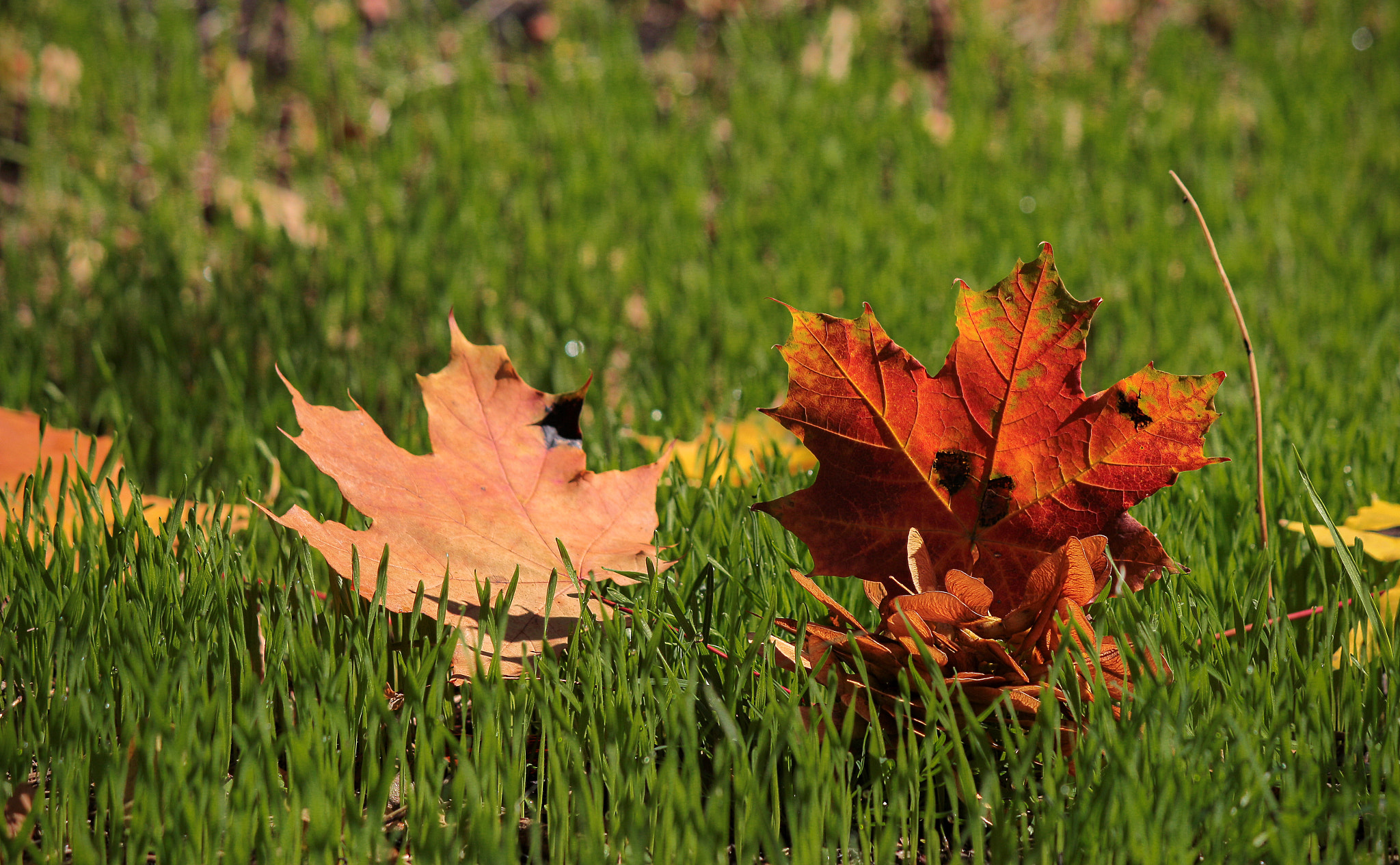 Canon EF-S 55-250mm F4-5.6 IS sample photo. Листья клена на травке photography
