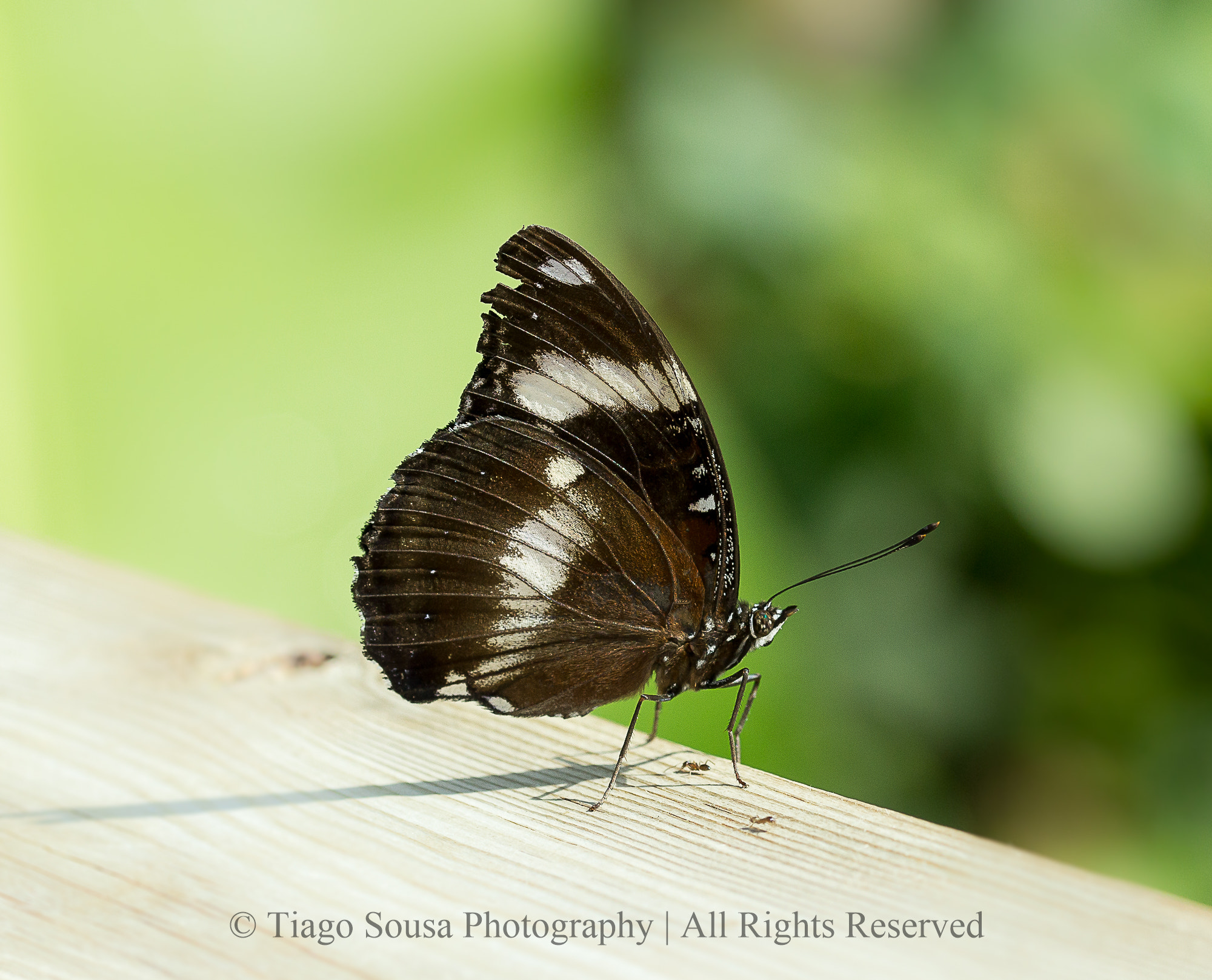 Sigma 105mm F2.8 EX DG OS HSM sample photo. Jump or not? photography