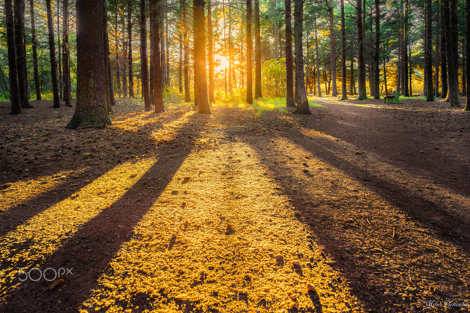 Sony a7 II sample photo. Beautiful light in the forest photography