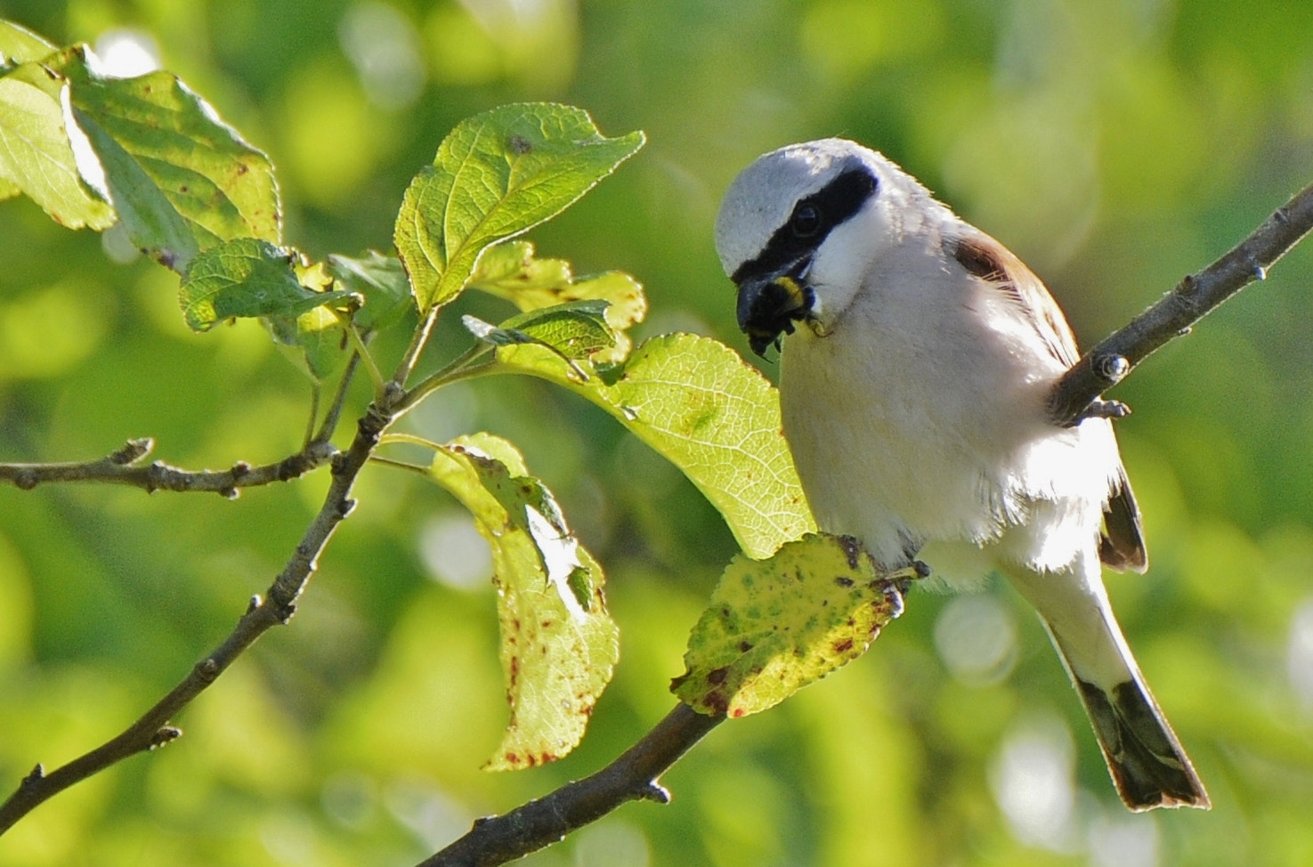 Nikon D300 sample photo. Paprastoji medšarkė (lot. lanius collurio, angl. red-backed shrike, vok. neuntöter photography