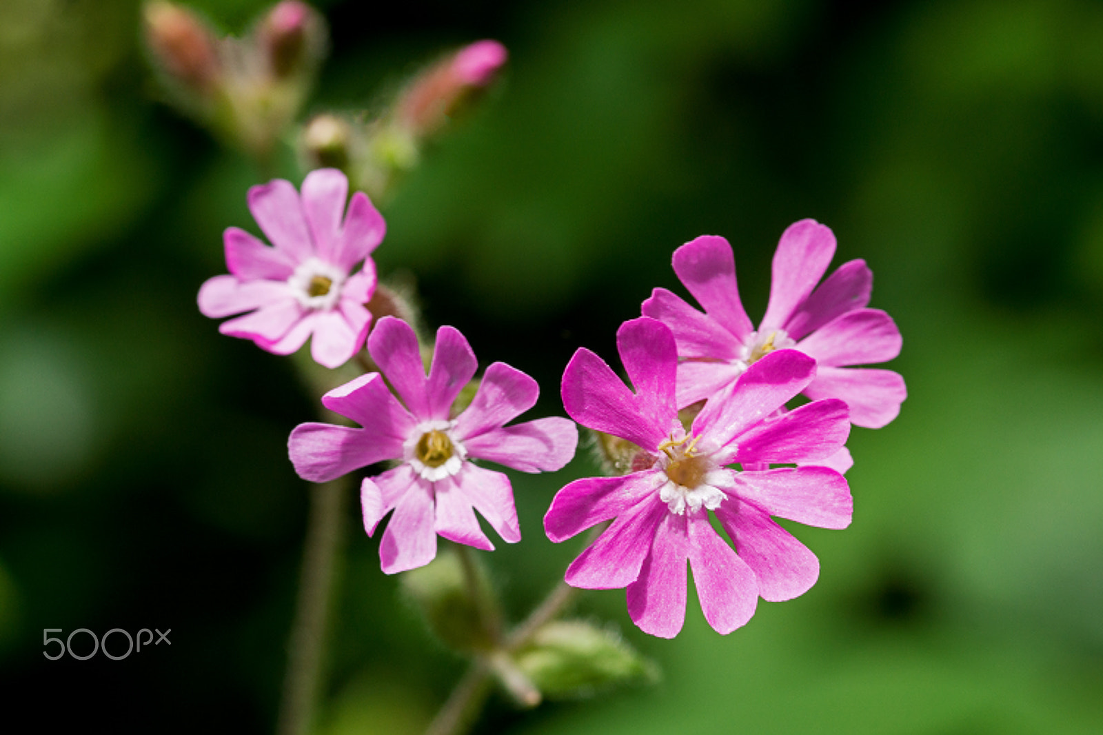 Sony SLT-A65 (SLT-A65V) + Sigma 30mm F1.4 EX DC HSM sample photo. Pink wildflower photography