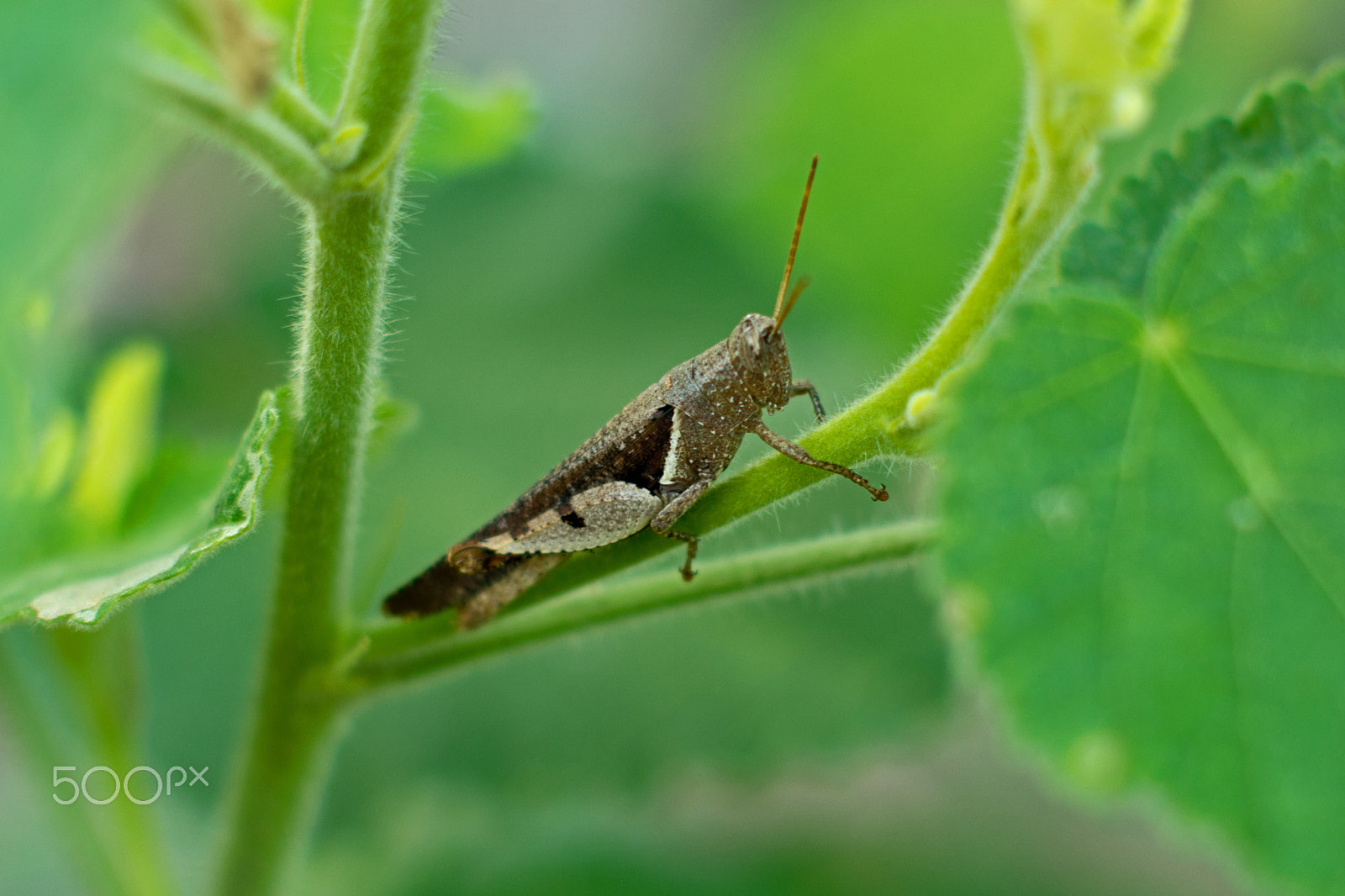 Sony SLT-A77 + Sony DT 50mm F1.8 SAM sample photo. Cricket photography